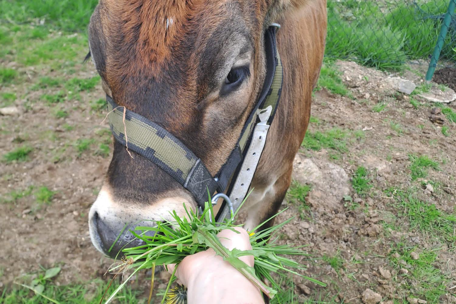 Rodinná Svahovská farma