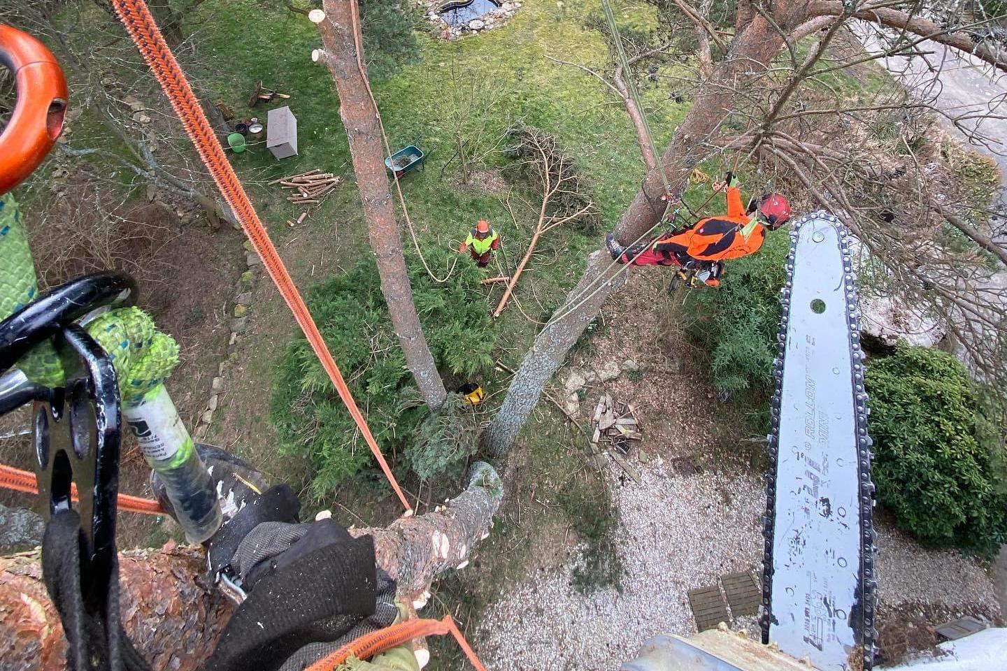 Péče o stromy - Michal Abrahám