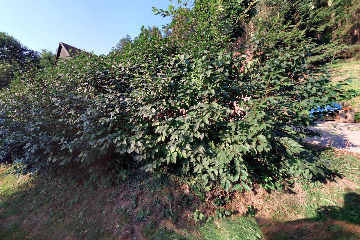 Malování bez Hranic