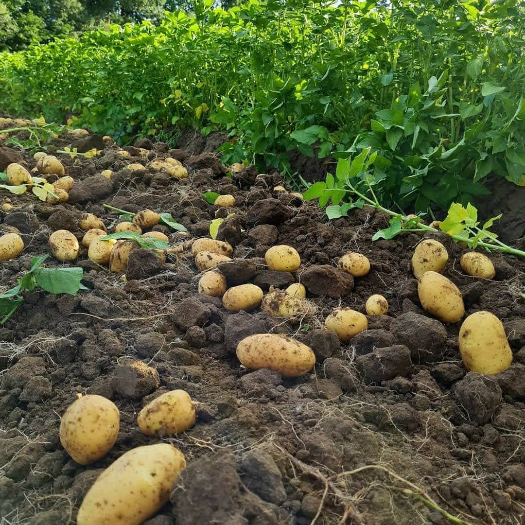 Farma Kala foto 4