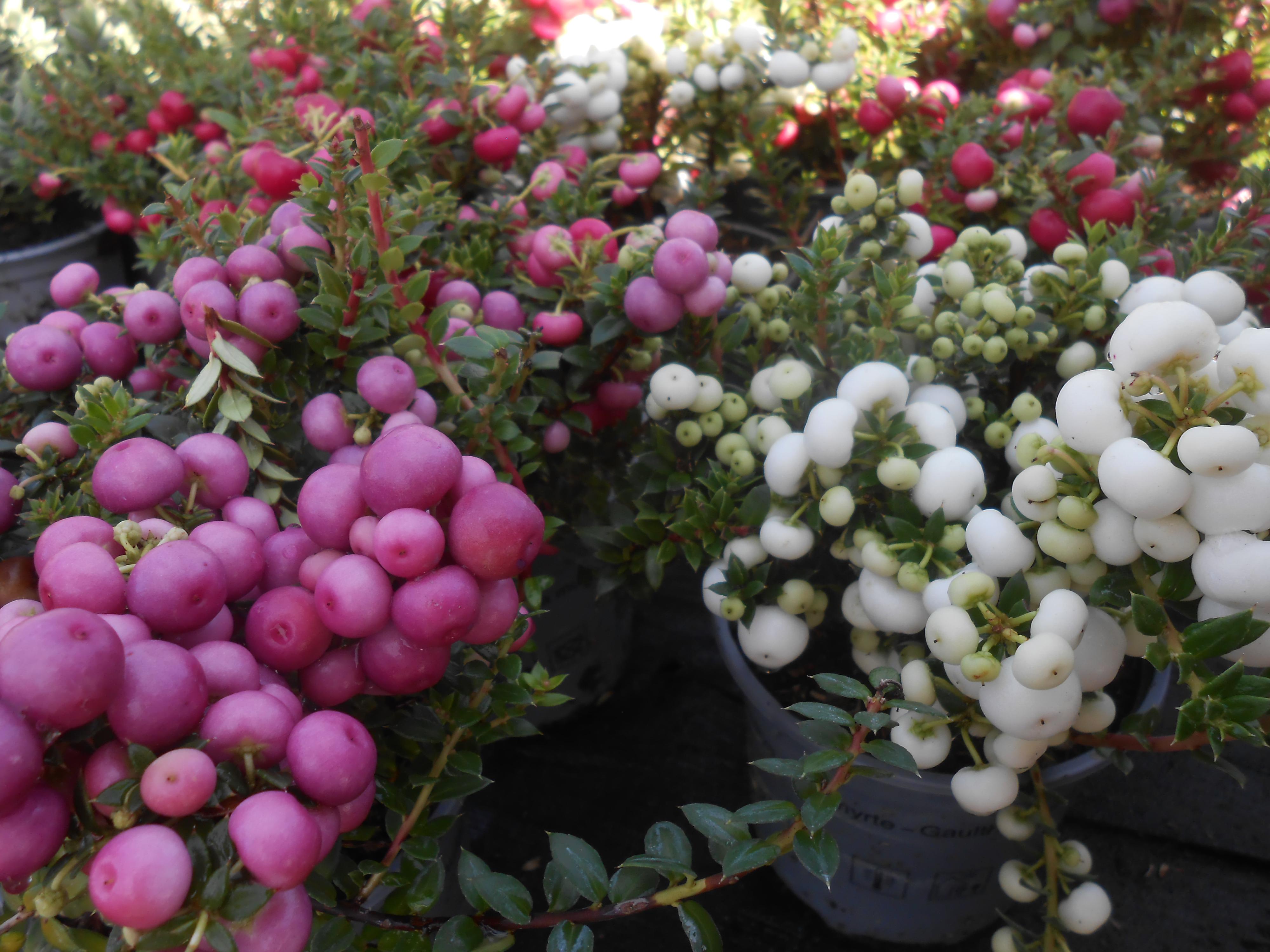 Zahradní centrum Skochovice foto 2