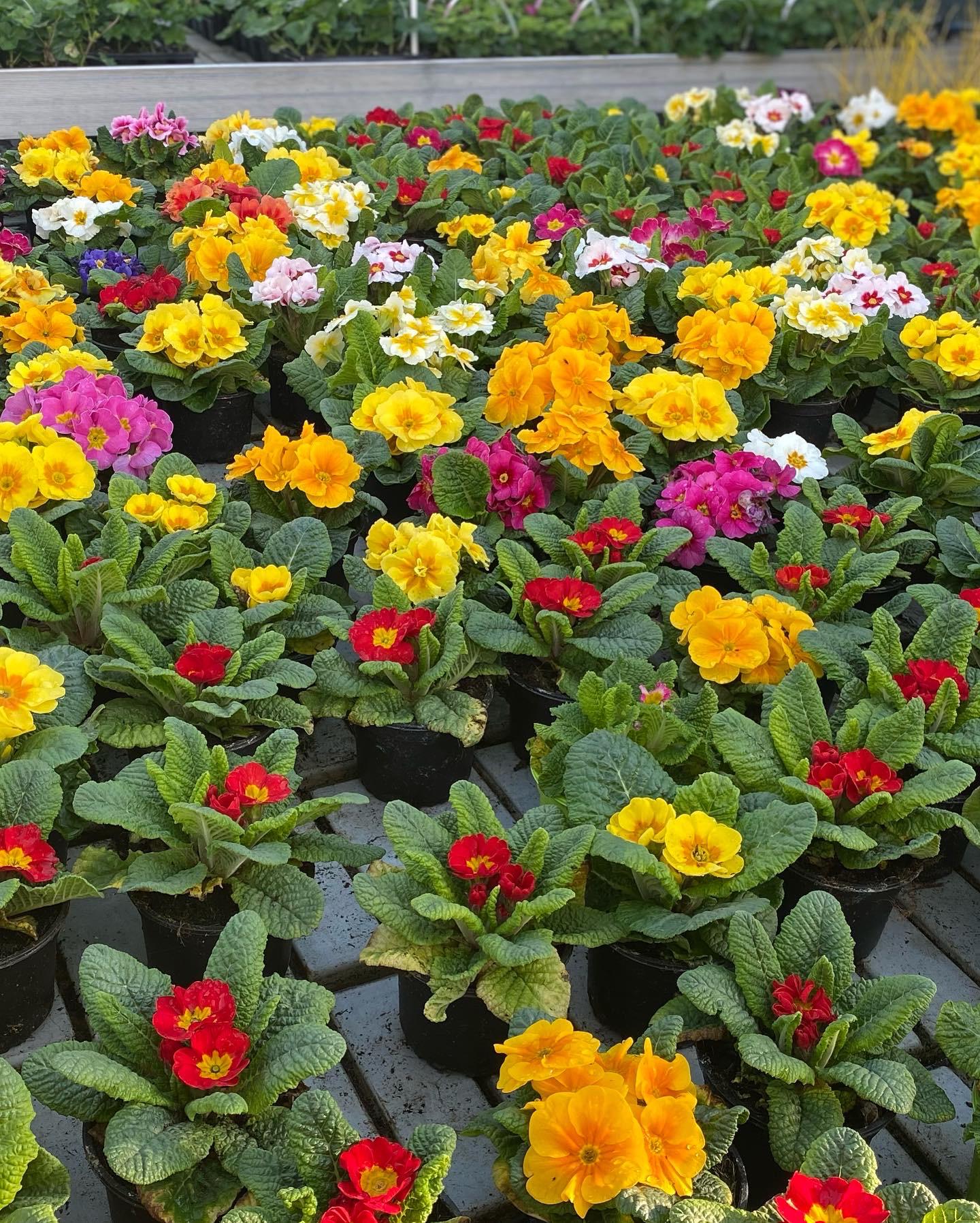 Zahradnictví Čápovi foto 2