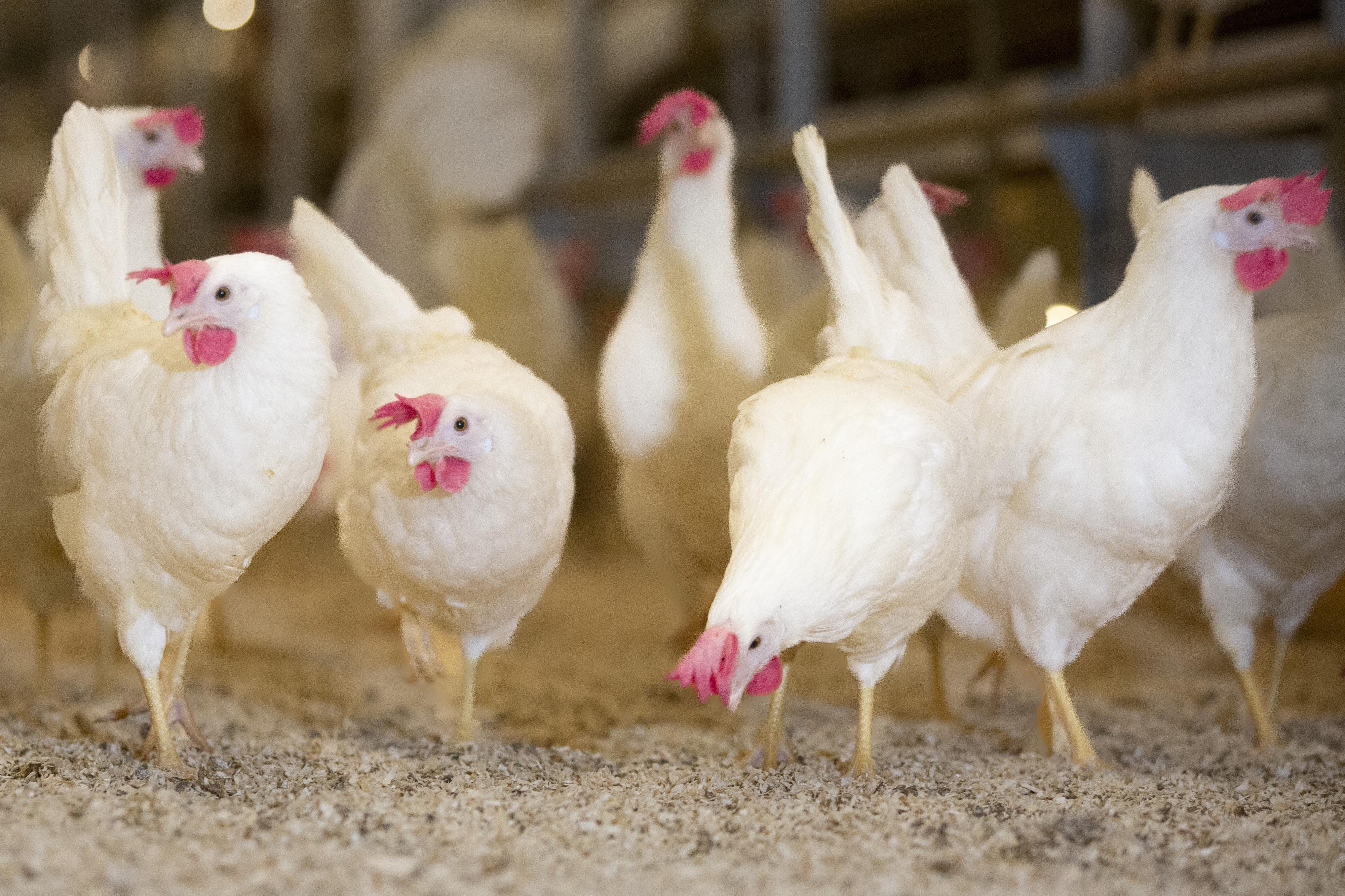 PROAGRO Nymburk, a.s. foto 2