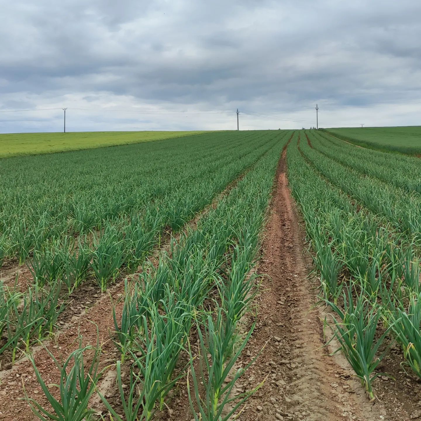 Farma Kala foto 4