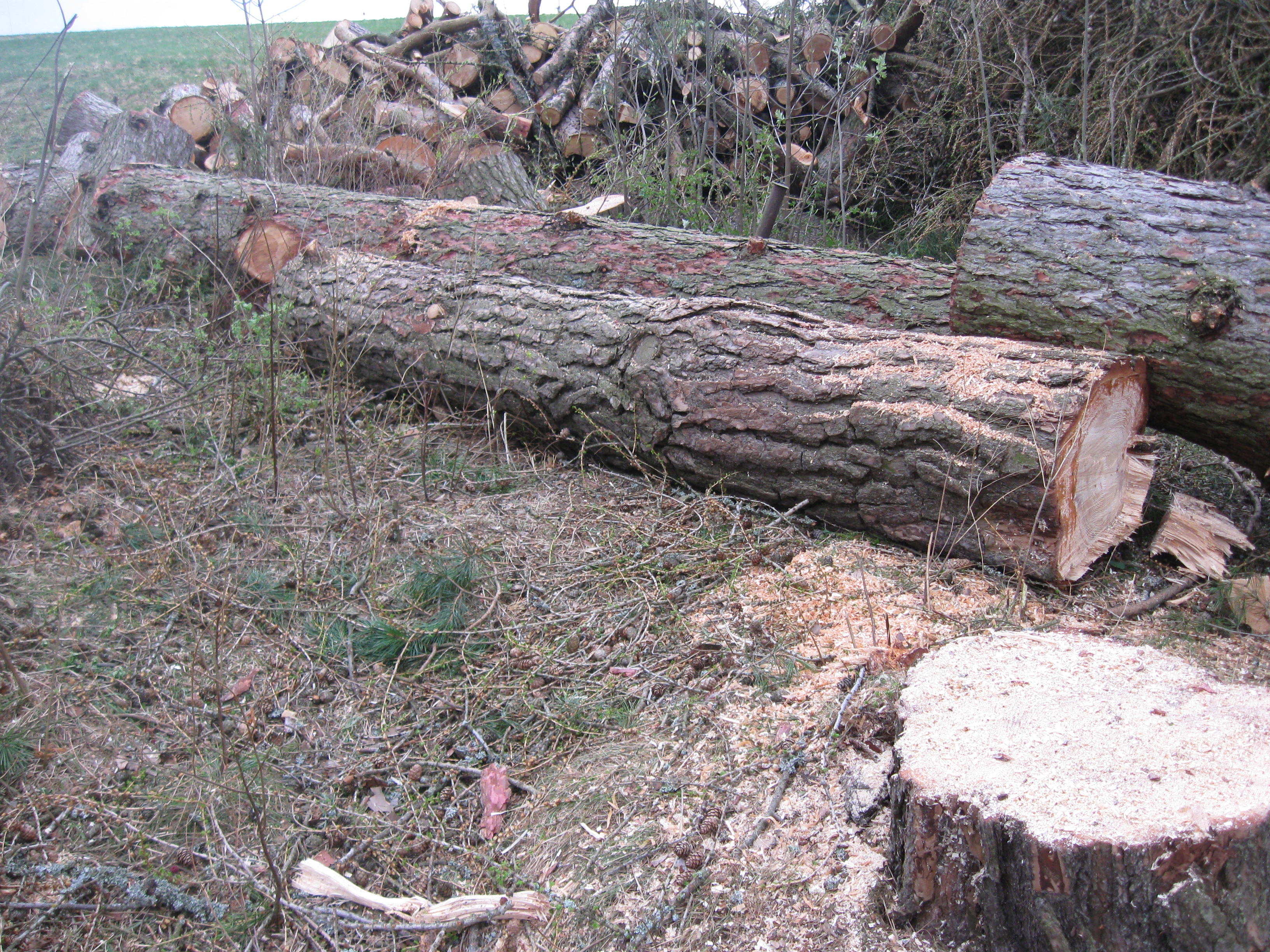 Kácení stromů - preriznuvse foto 5