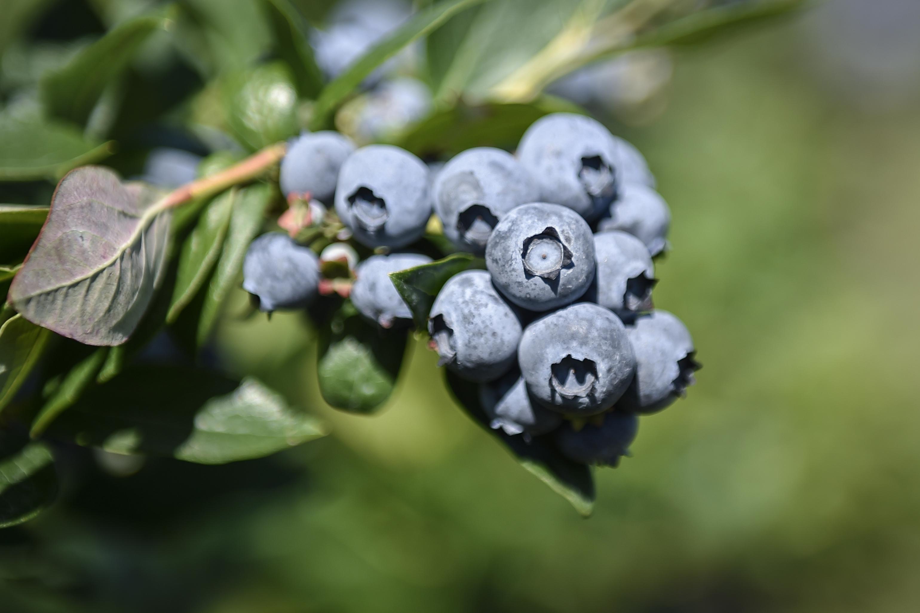 Borůvková farma Postoupky foto 5