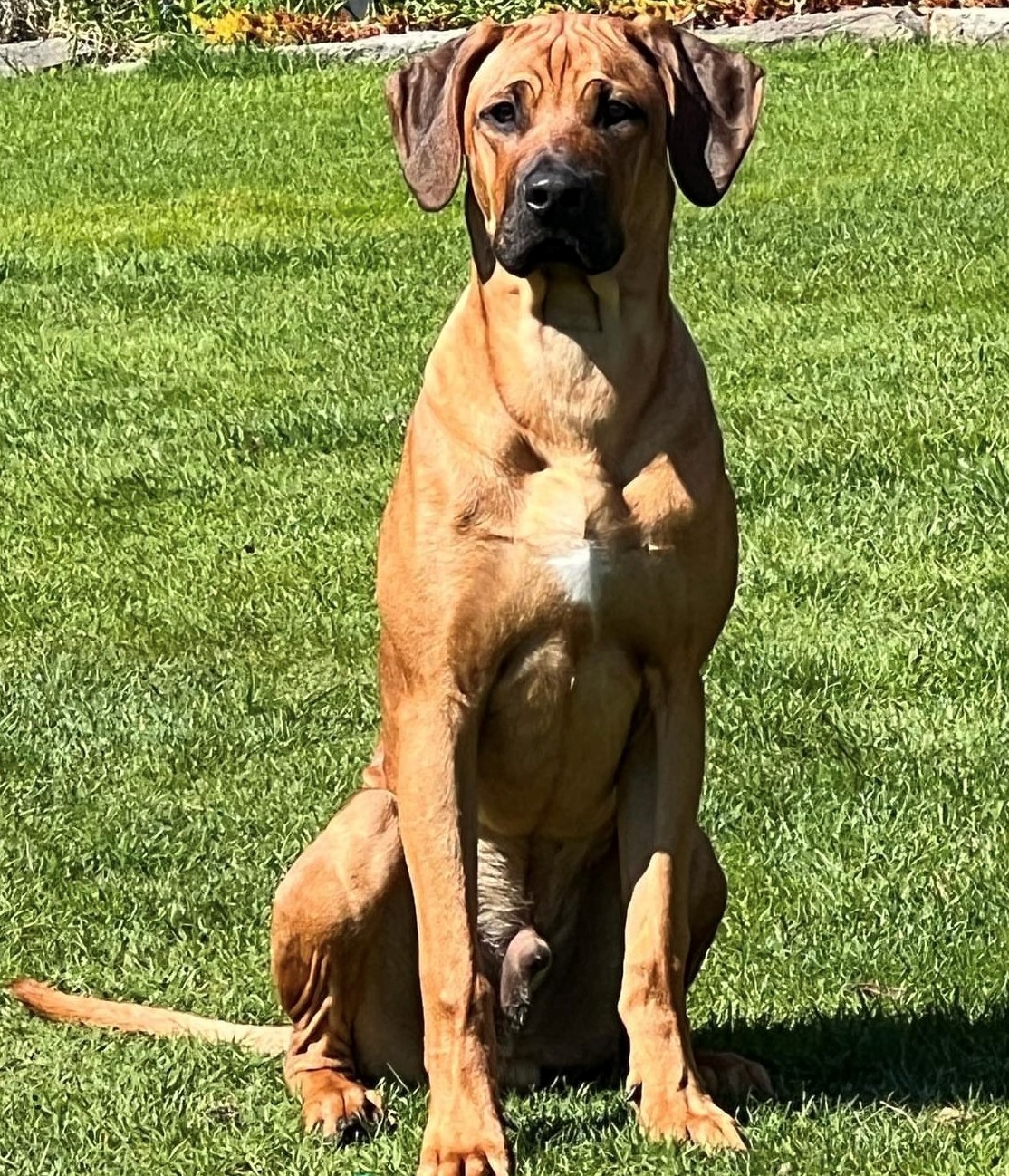 Hlídání psů v rodinném prostředí