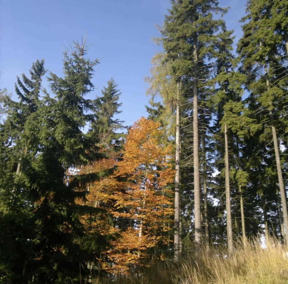 Martin Koblasa - Autodoprava a lesní práce foto 3