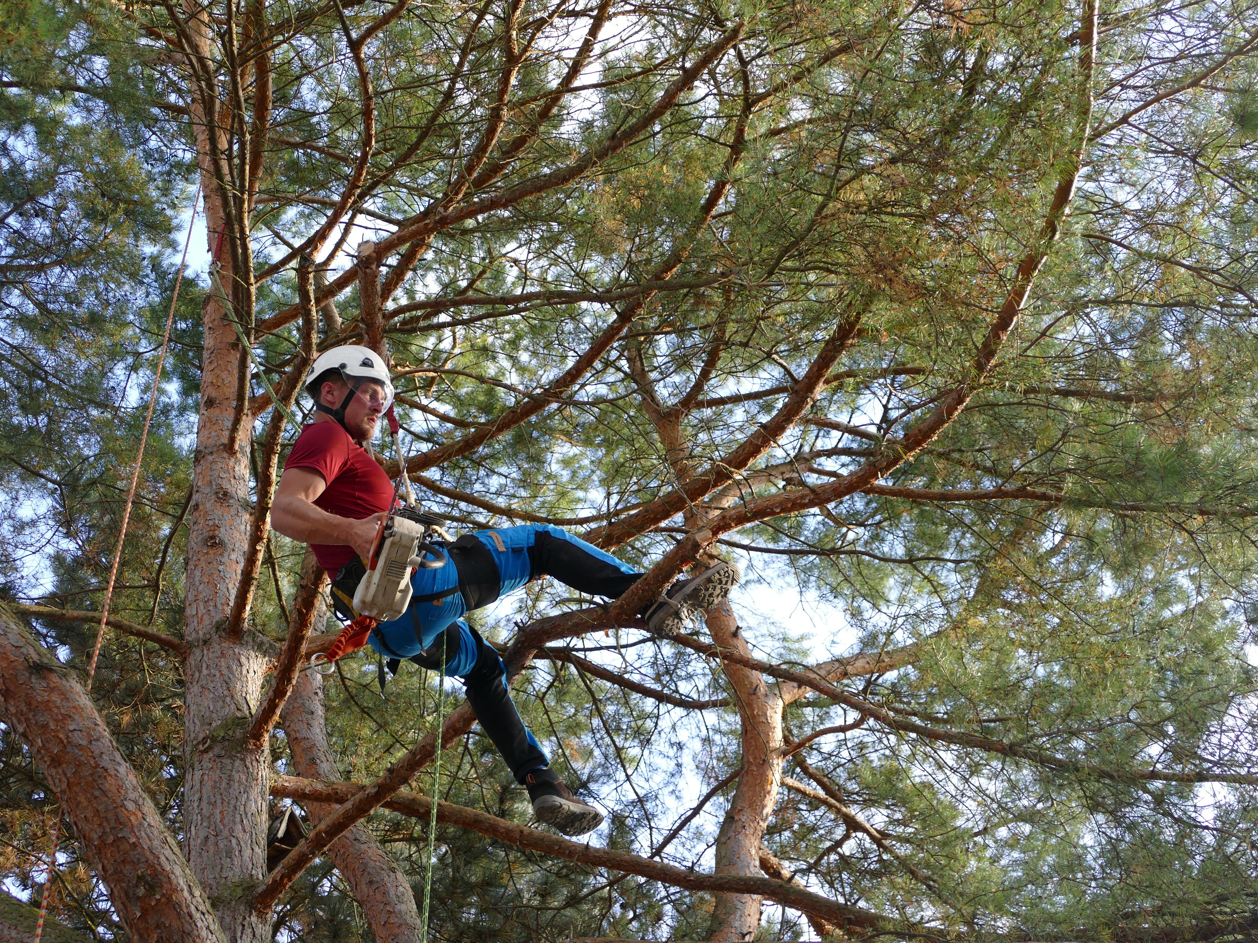 Arboristika - Ing. Uchytil Vojtěch foto 5