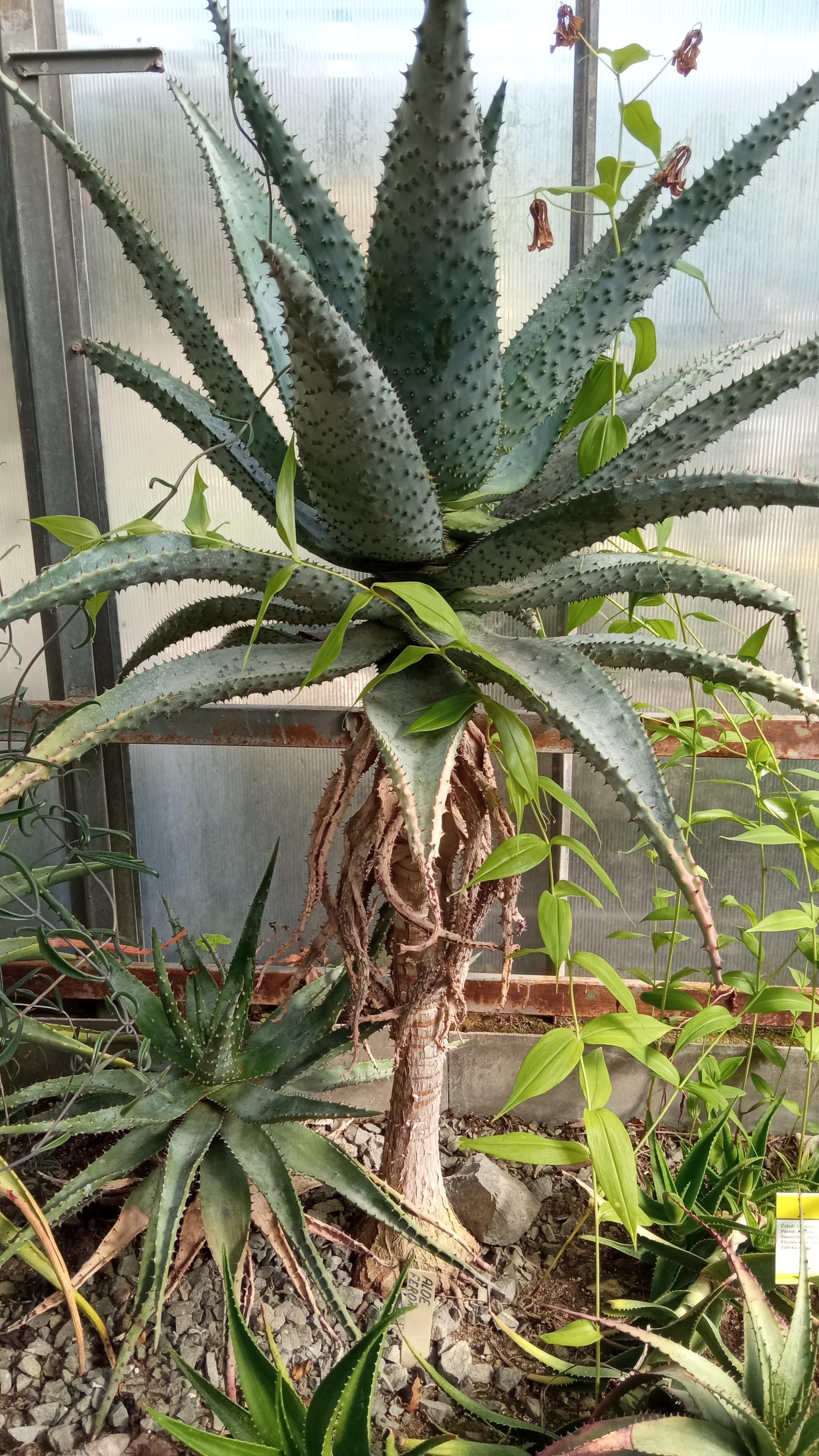 Botanická zahrada foto 1