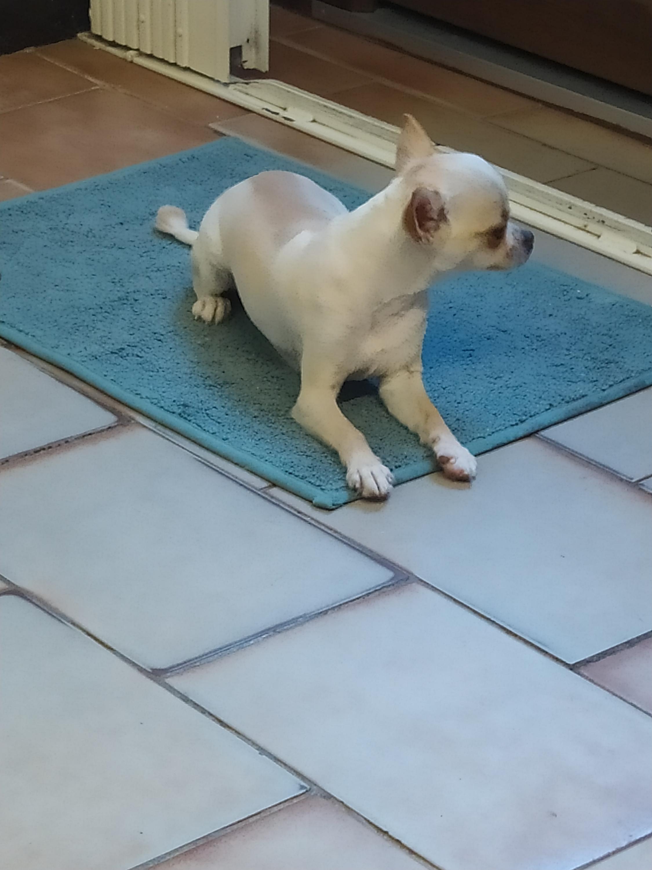 Psí salon Lucinka foto 6