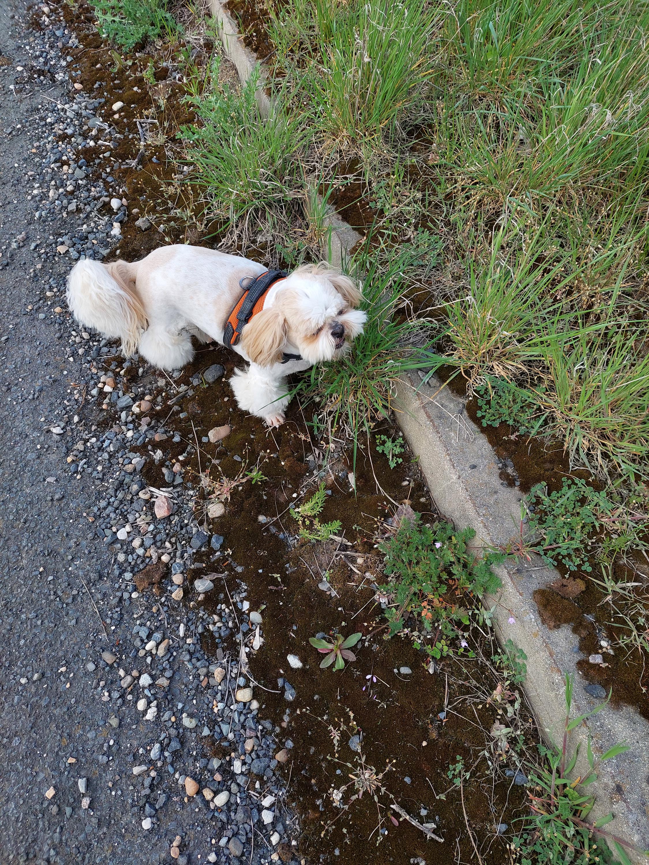 Veterinární ordinace Pod Mostnou horou foto 2