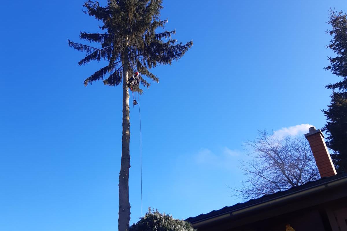 Arbokácení