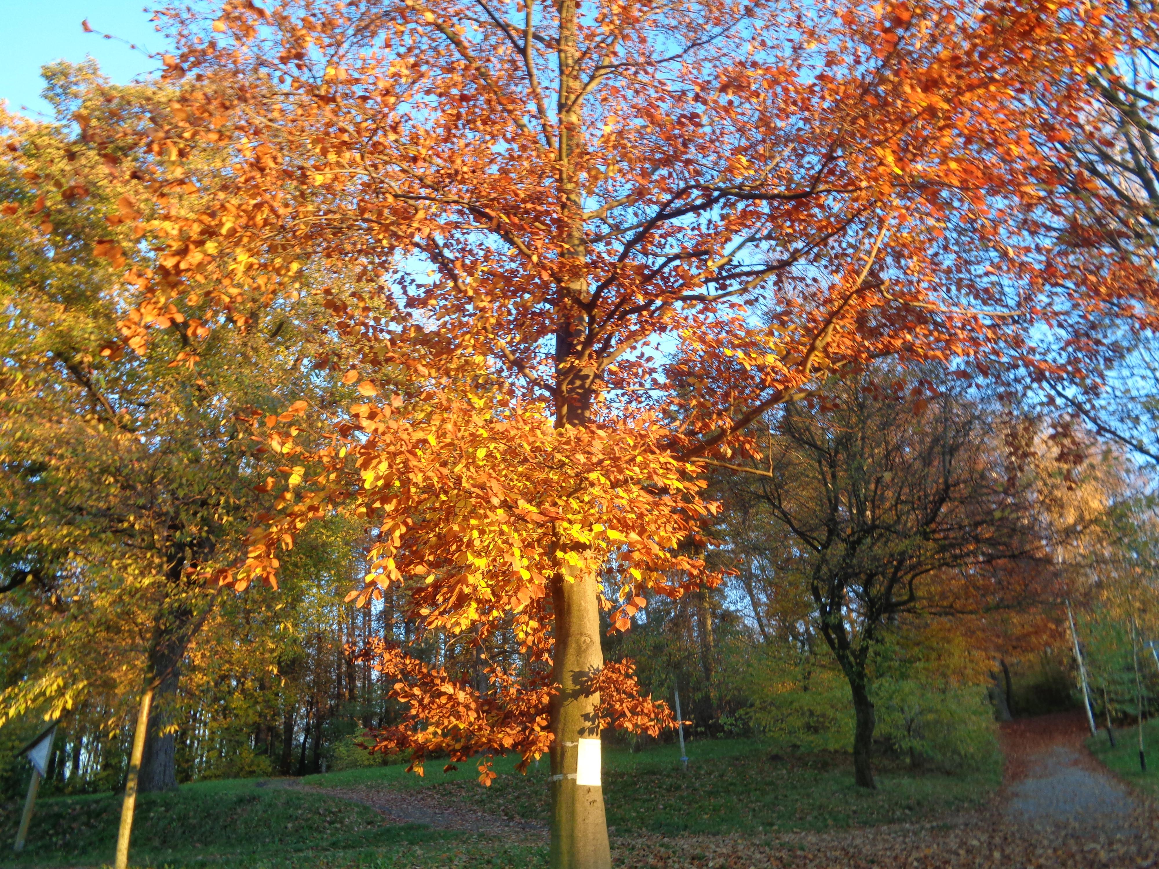 Římskokatolická farnost Nový Jičín foto 2