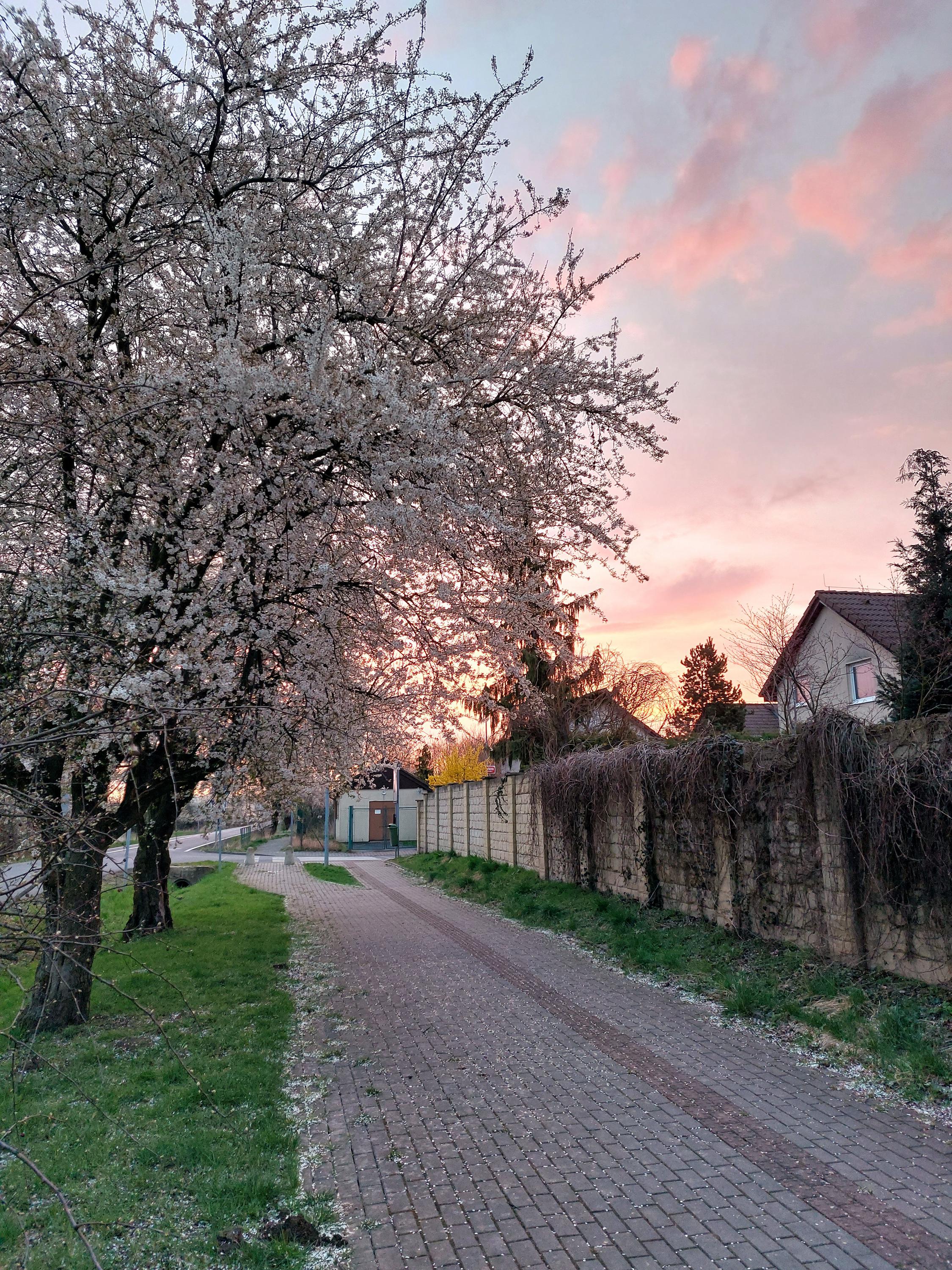 Tělocvičná jednota Sokol Satalice foto 3