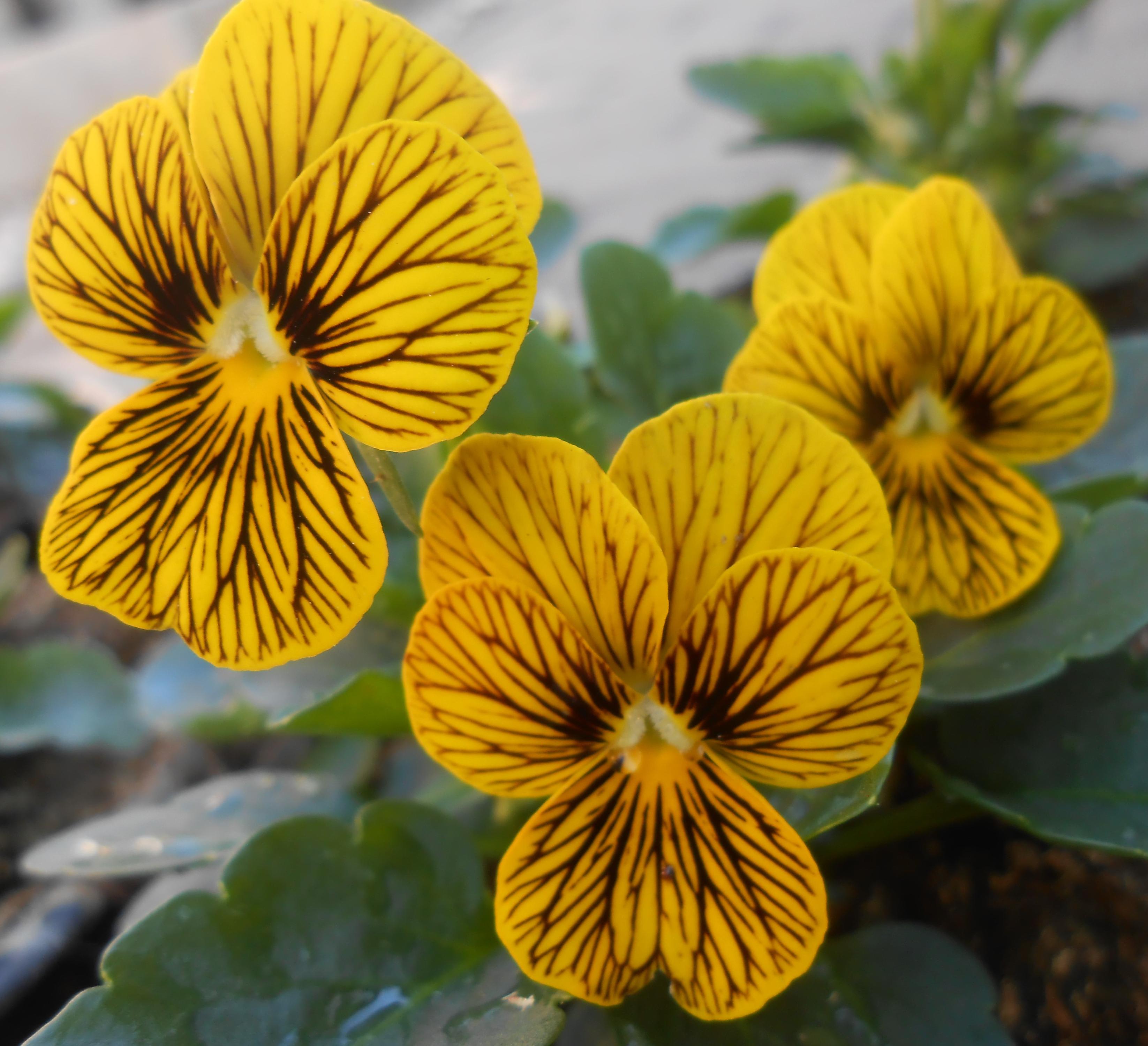 Zahradní centrum Skochovice foto 3