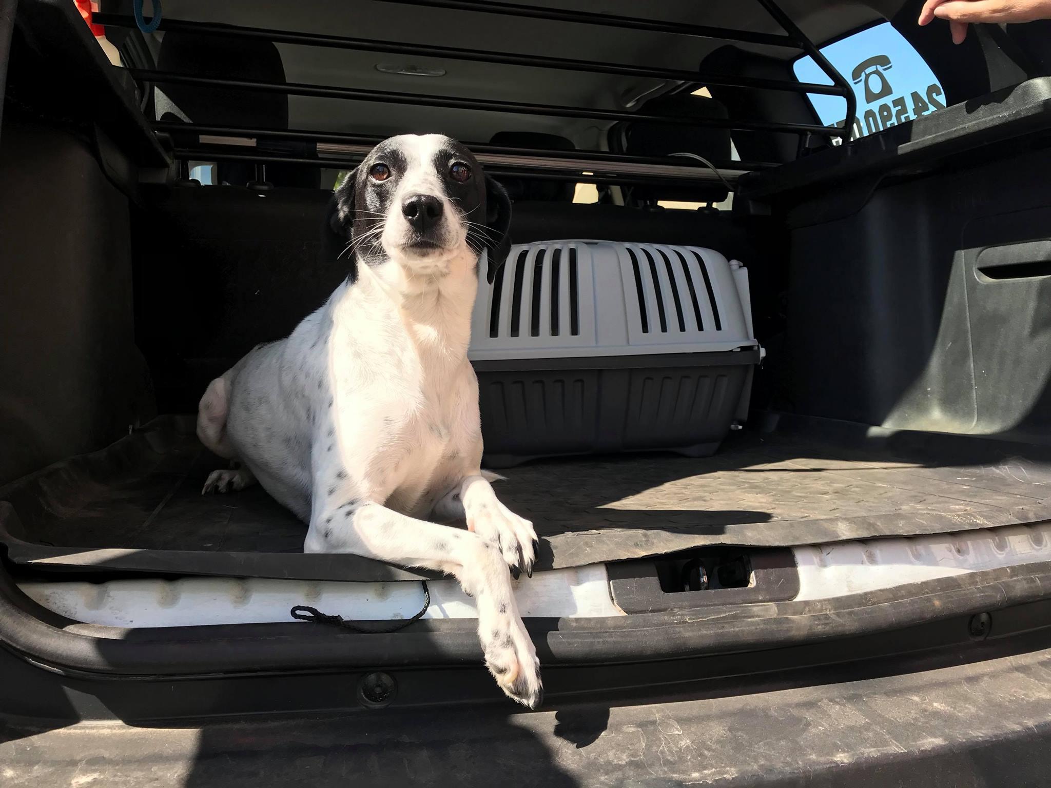 Městský útulek pro toulavá a opuštěná zvířata Děčín foto 2