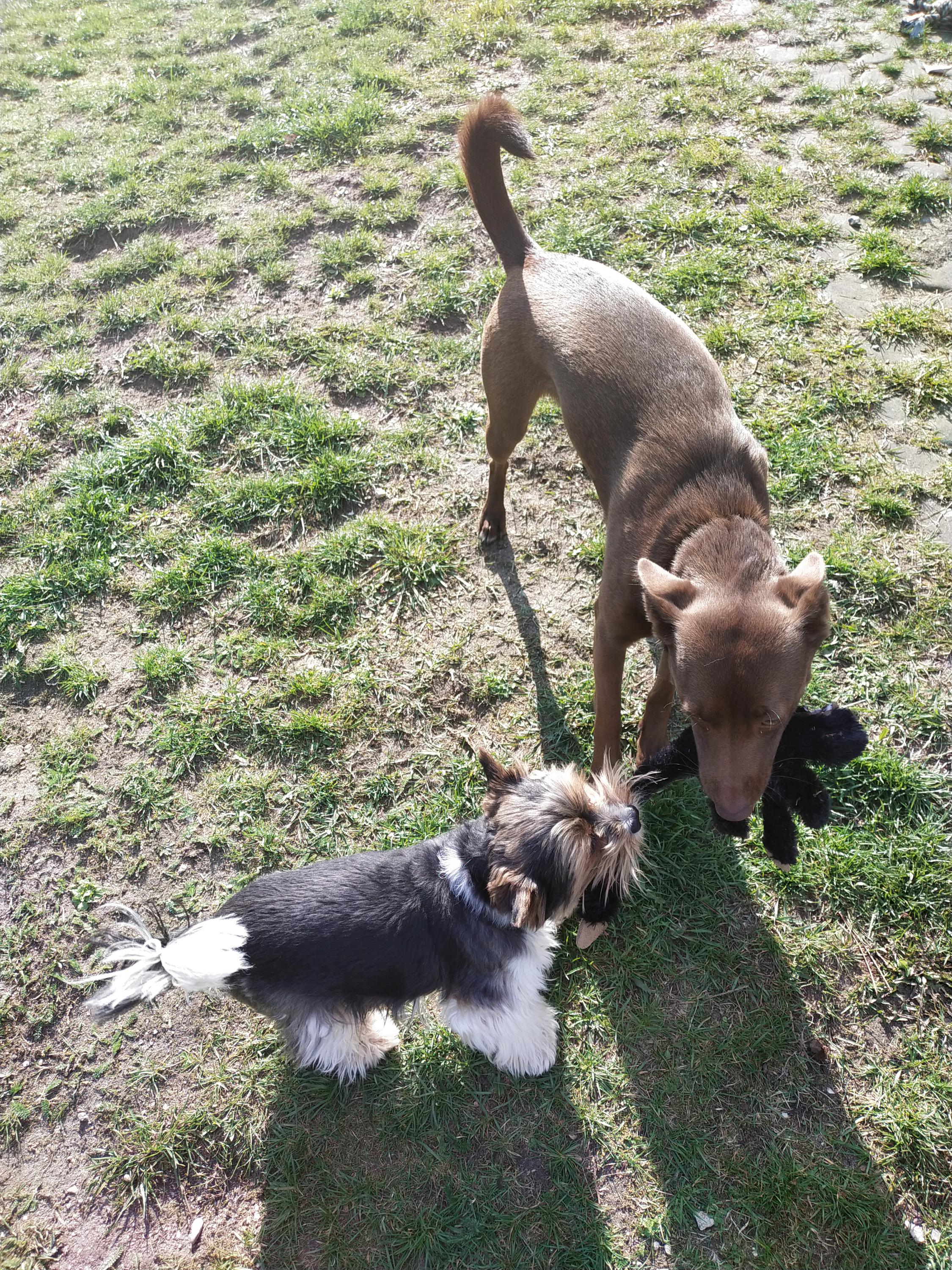 Psí hotel Psí prázdniny foto 4