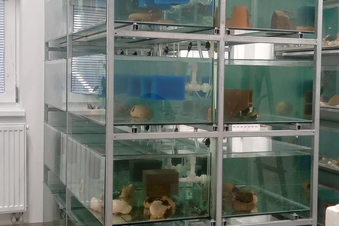 Akvarijní ryby Kula