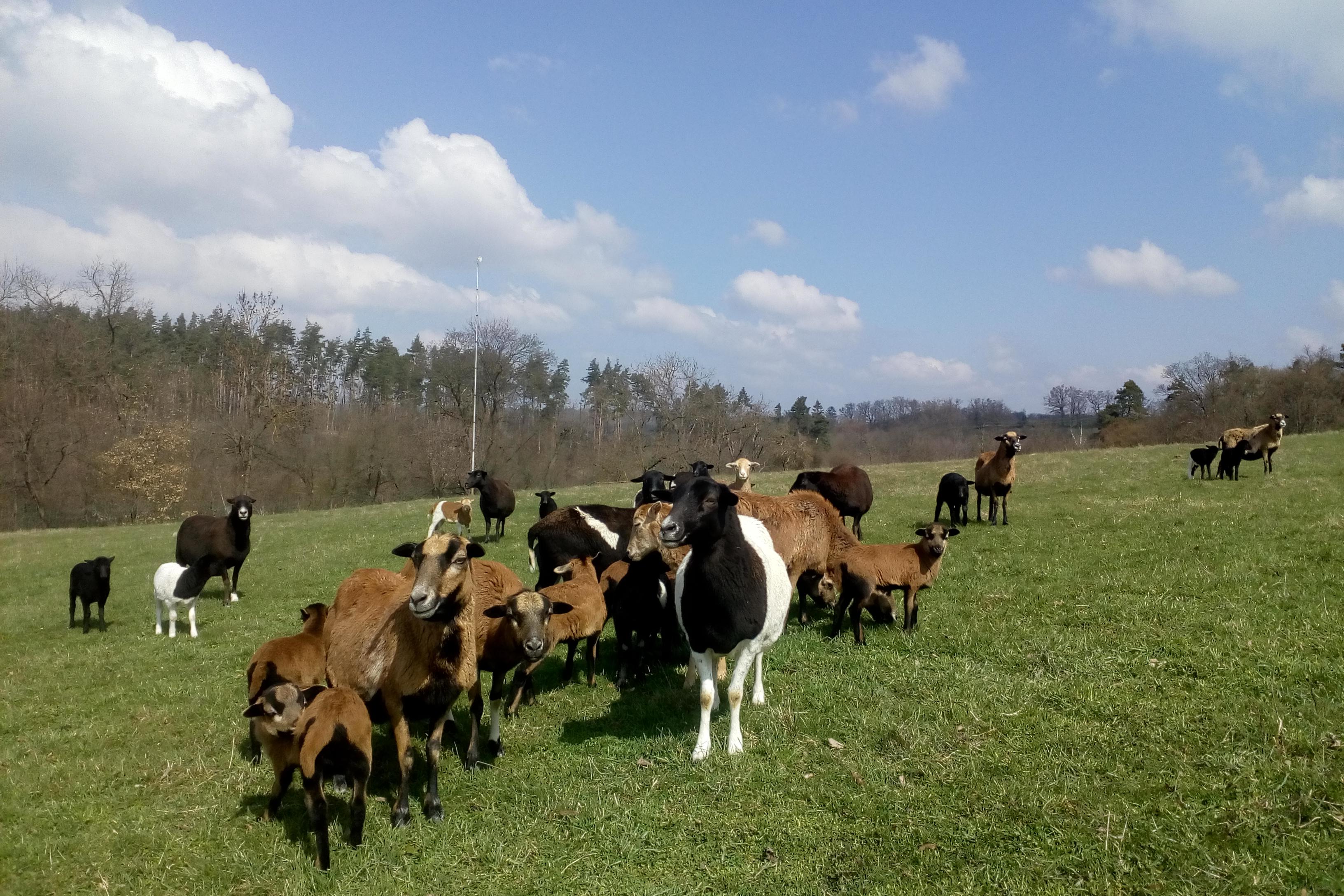 Ing. Blanka Smolová