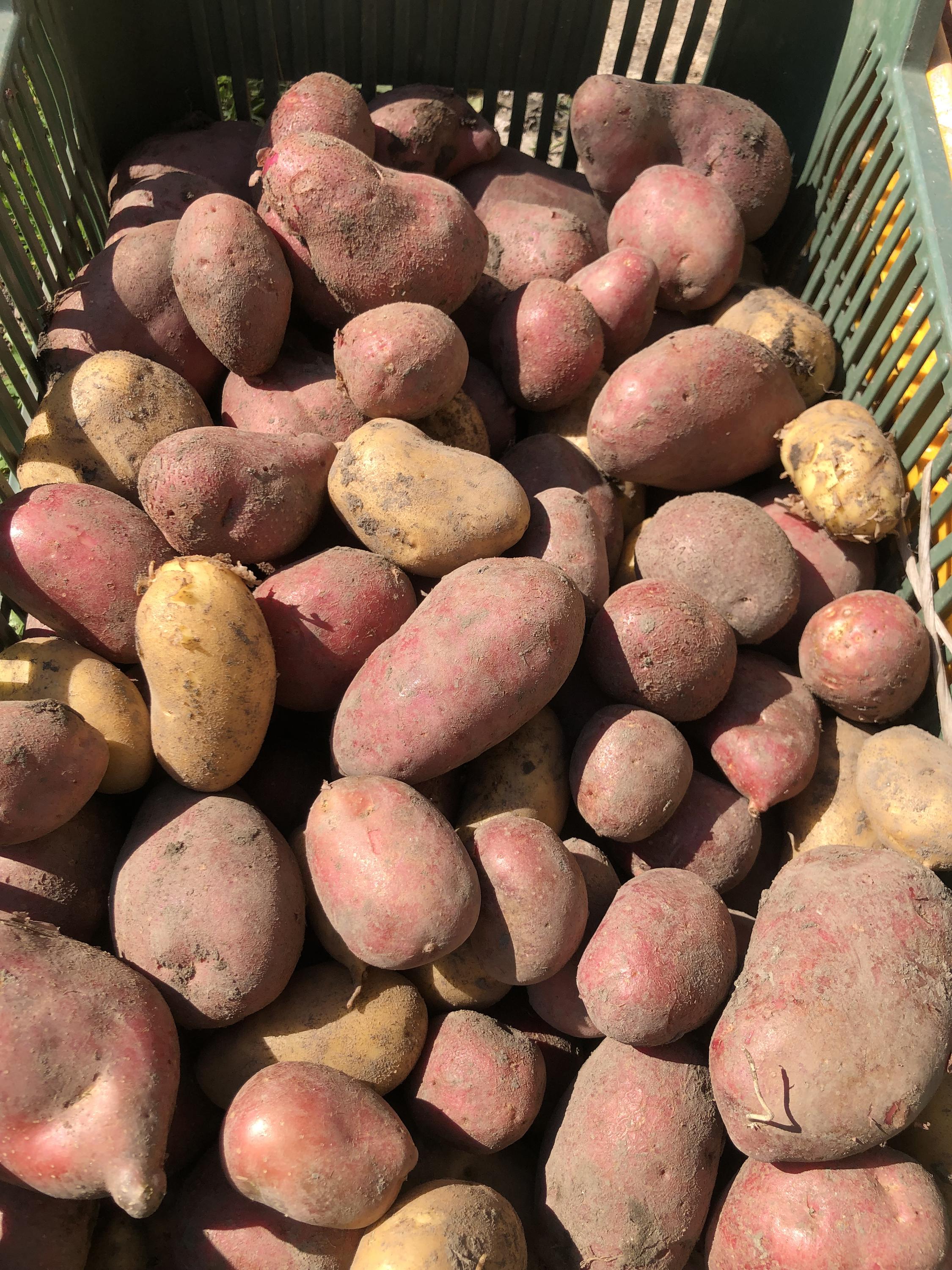 Rodinná farma Vinařice u Loun foto 3