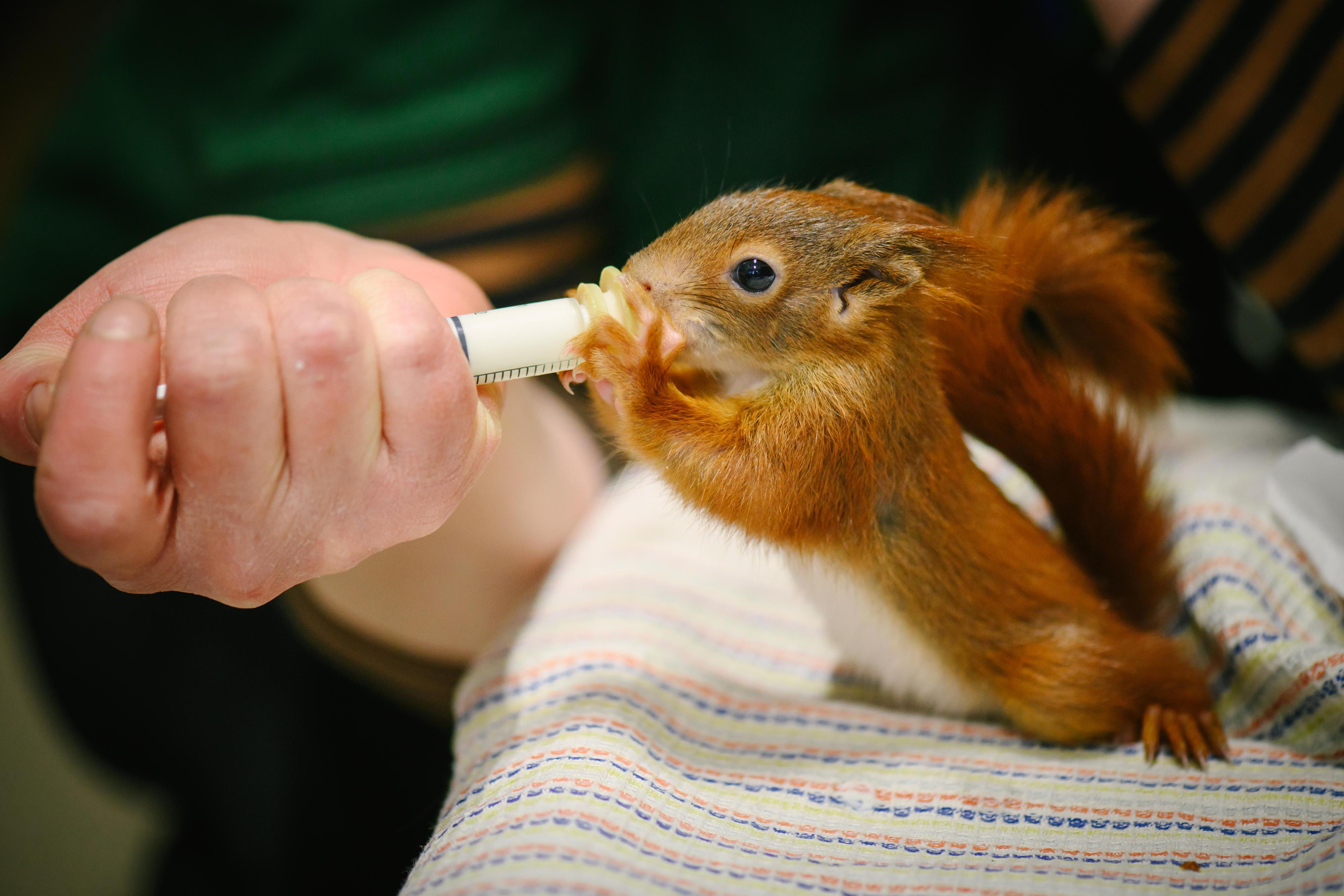Záchranná stanice hl. m. Prahy pro volně žijící živočichy