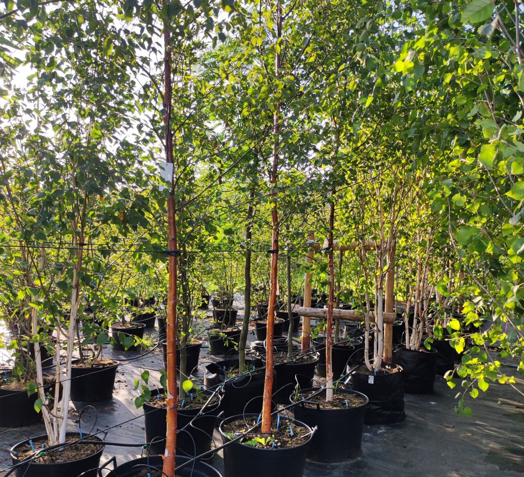 Zahradnictví Arónie foto 6