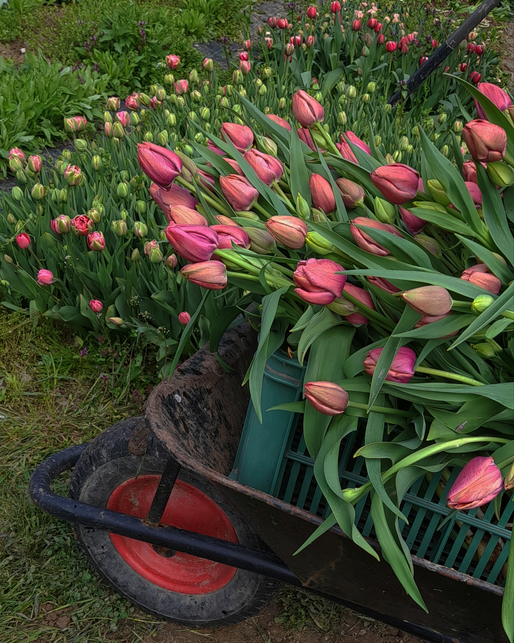 Farma Slunce kvítí foto 4