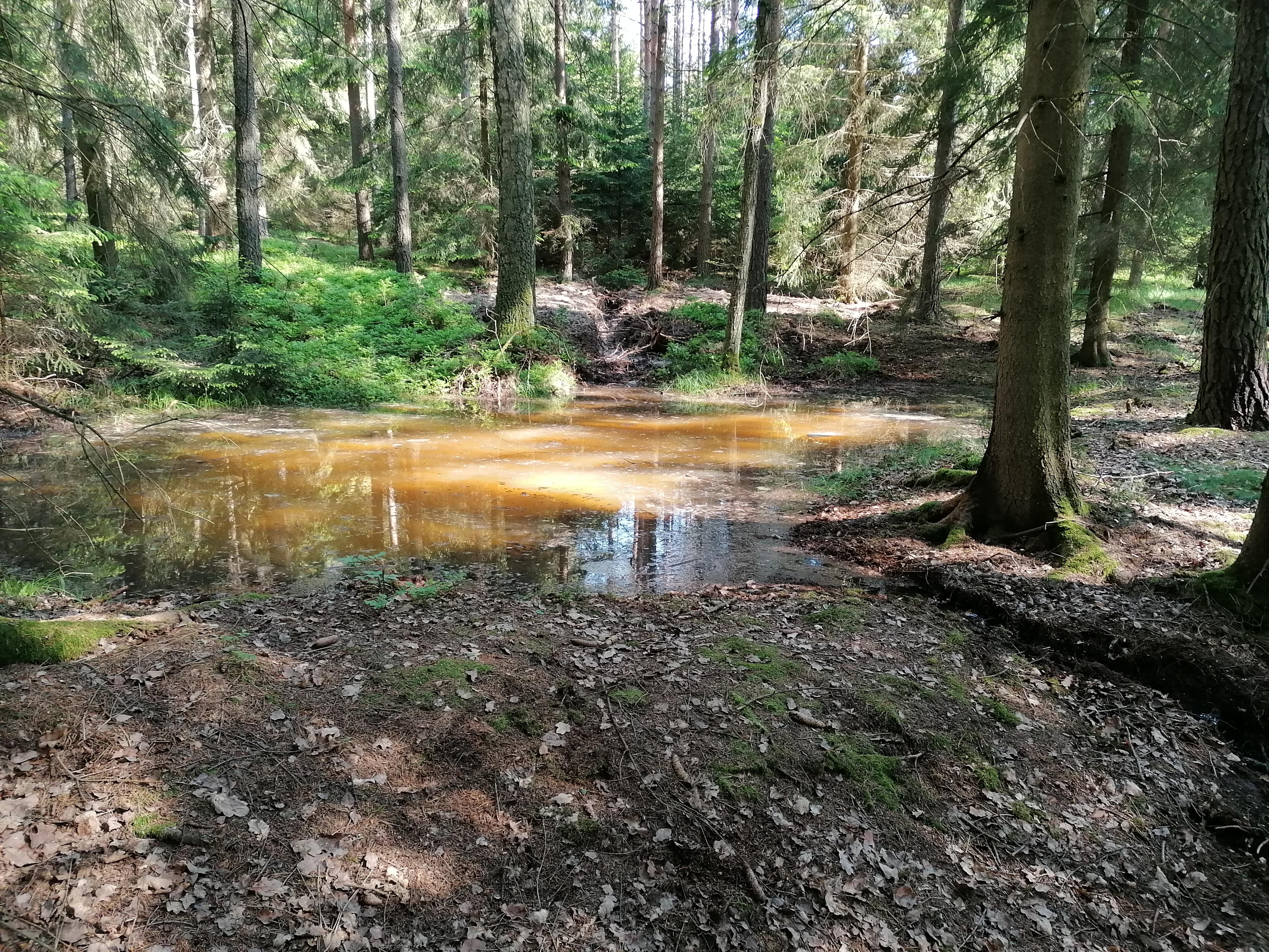 PALIVOVÉ DŘÍVÍ - Ing. Jan Mrázek foto 2