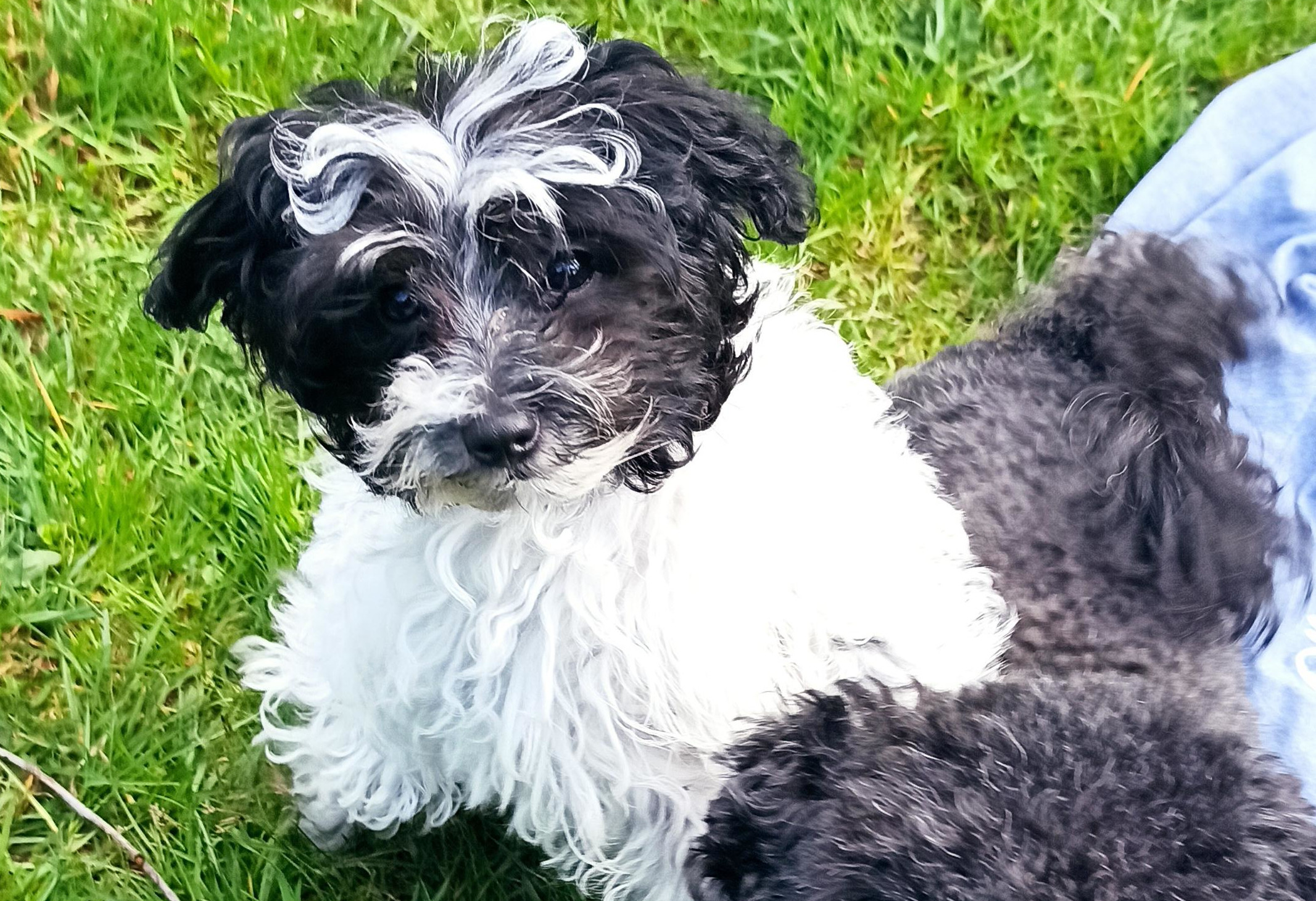 Hana Plzová - Prommerová - Stříhání psů