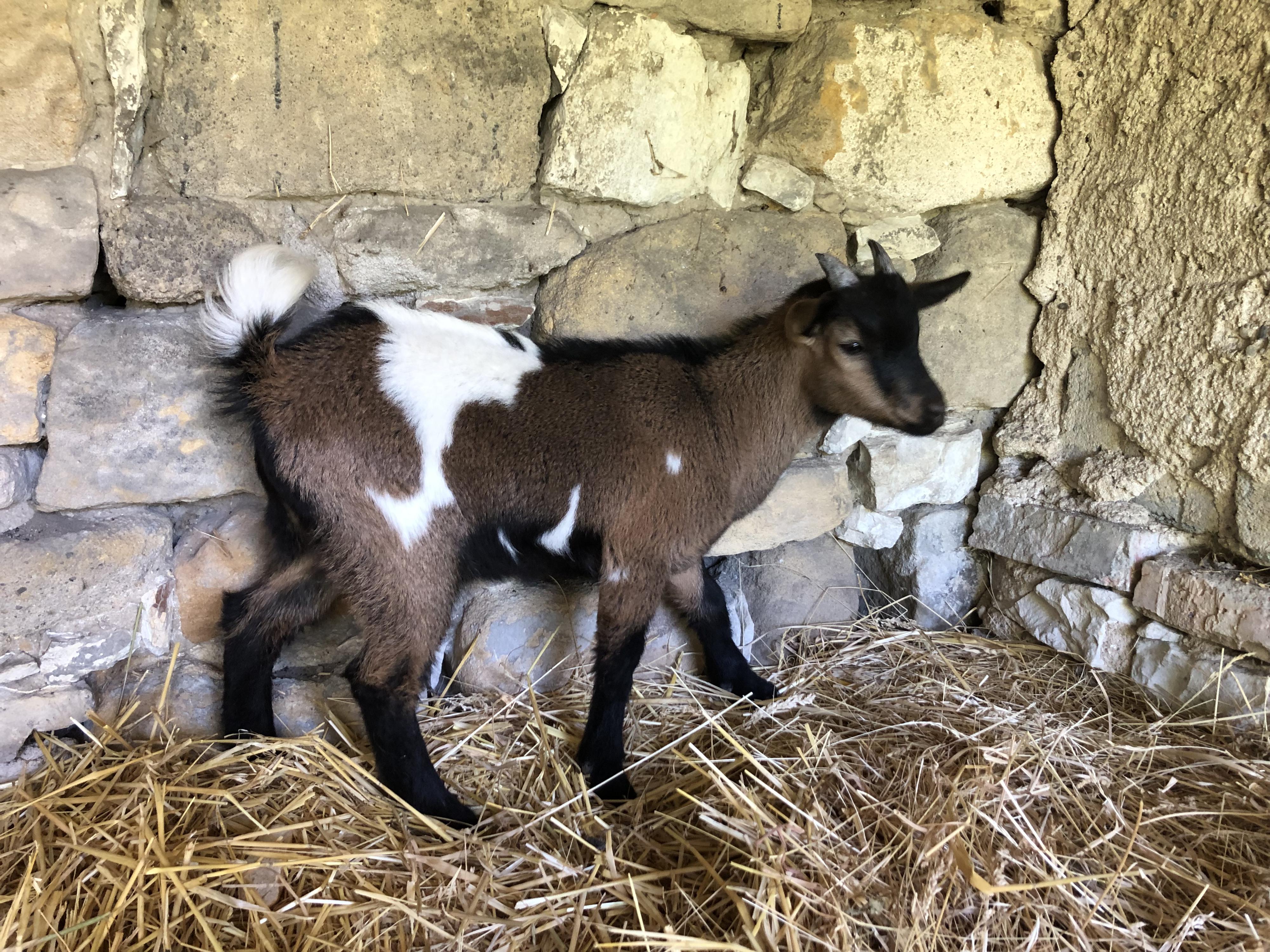 Rodinná farma Vinařice u Loun foto 2