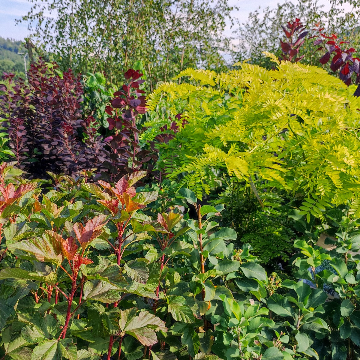 Zahradnictví Arónie foto 4