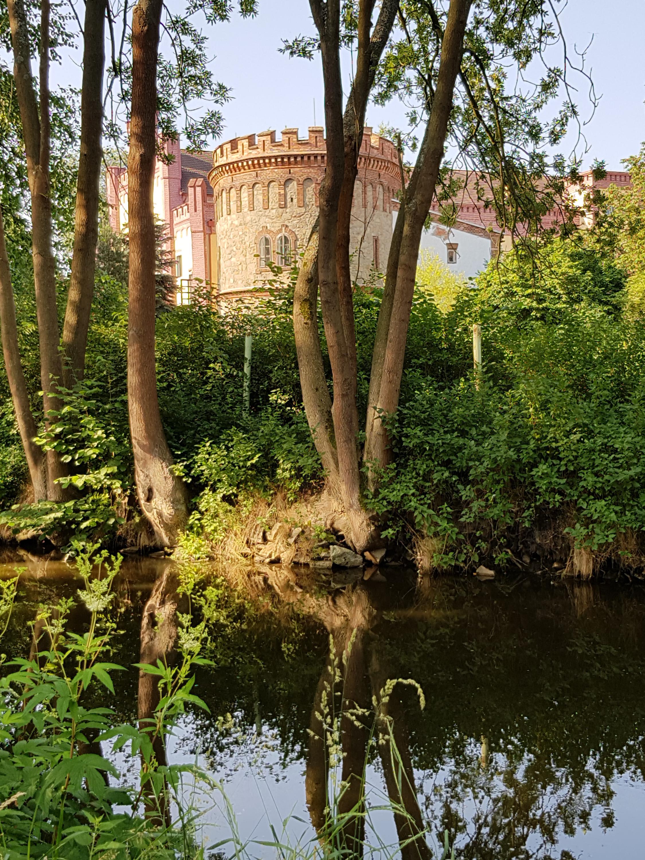 Modrá růže Třeboň foto 2