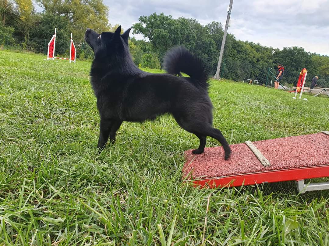 Kynologický klub Pňov foto 3