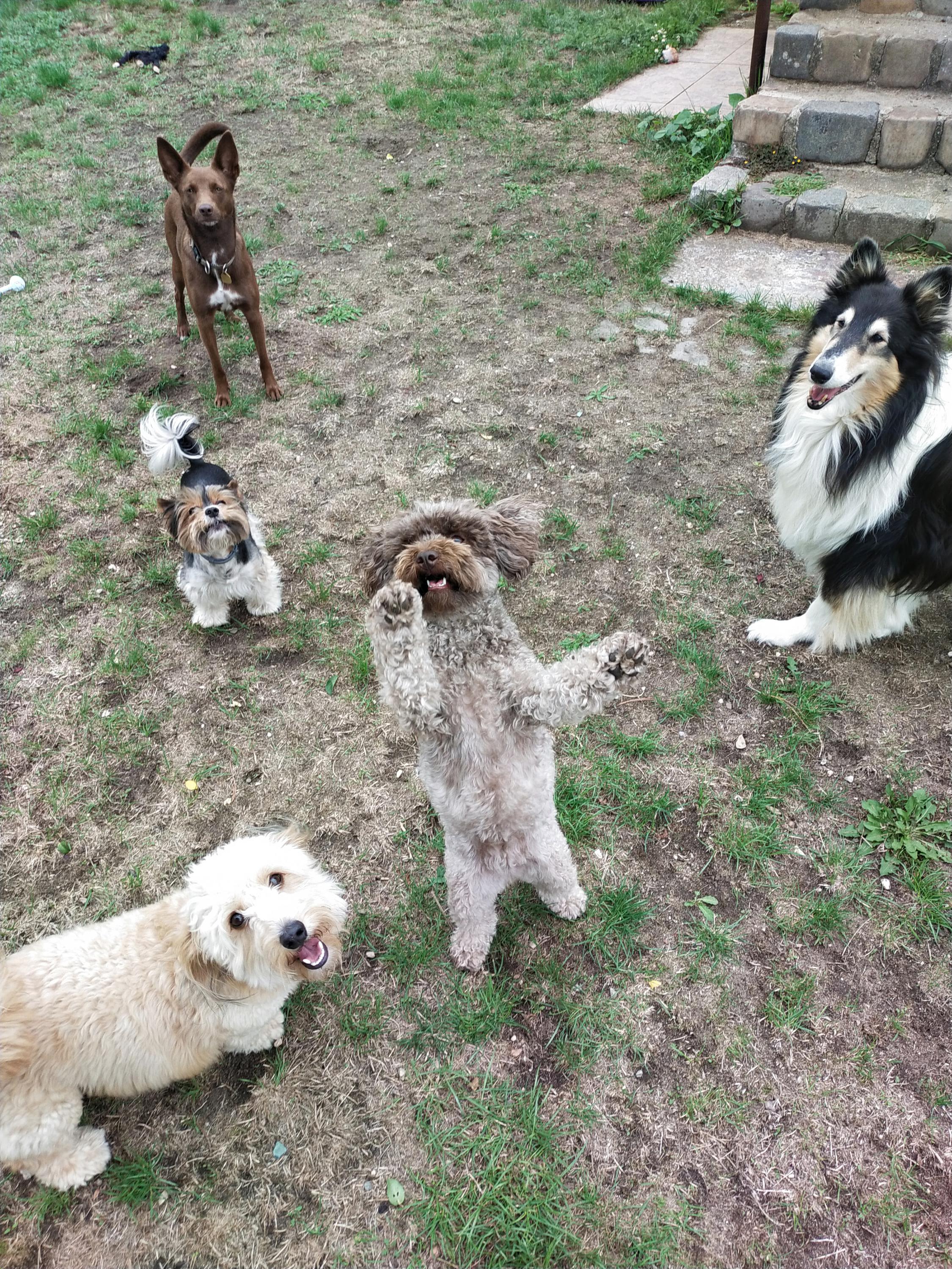 Psí hotel Psí prázdniny foto 3