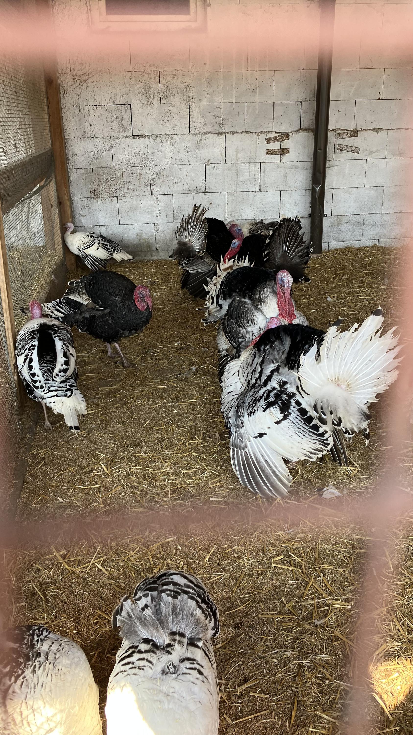 Hospodářský dvůr Bohuslavice - Ubytování foto 5