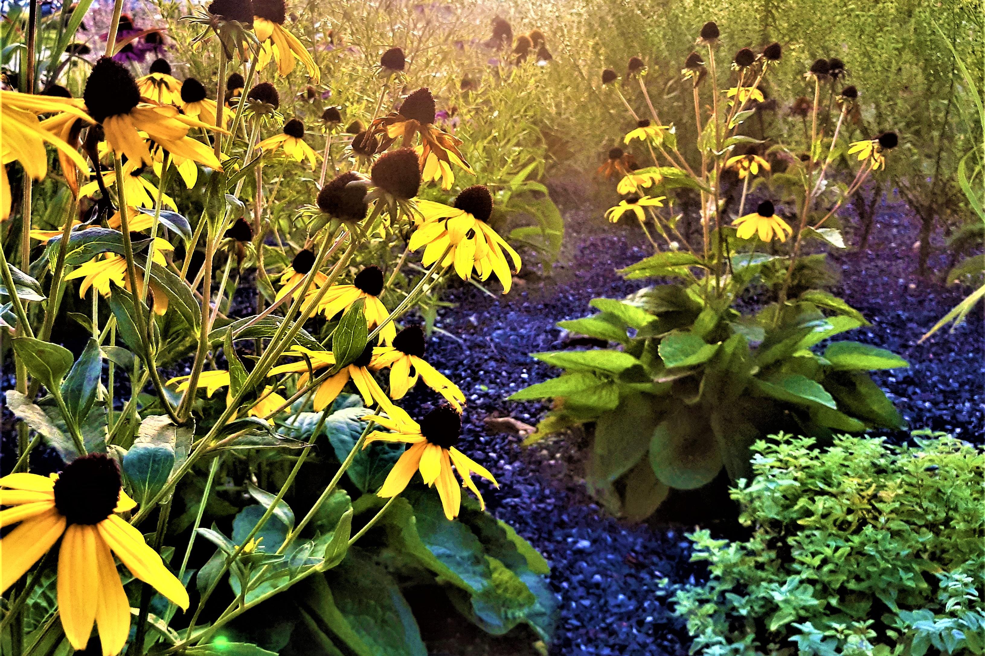 GardenCare.cz | Ing. Jitka Šabatová