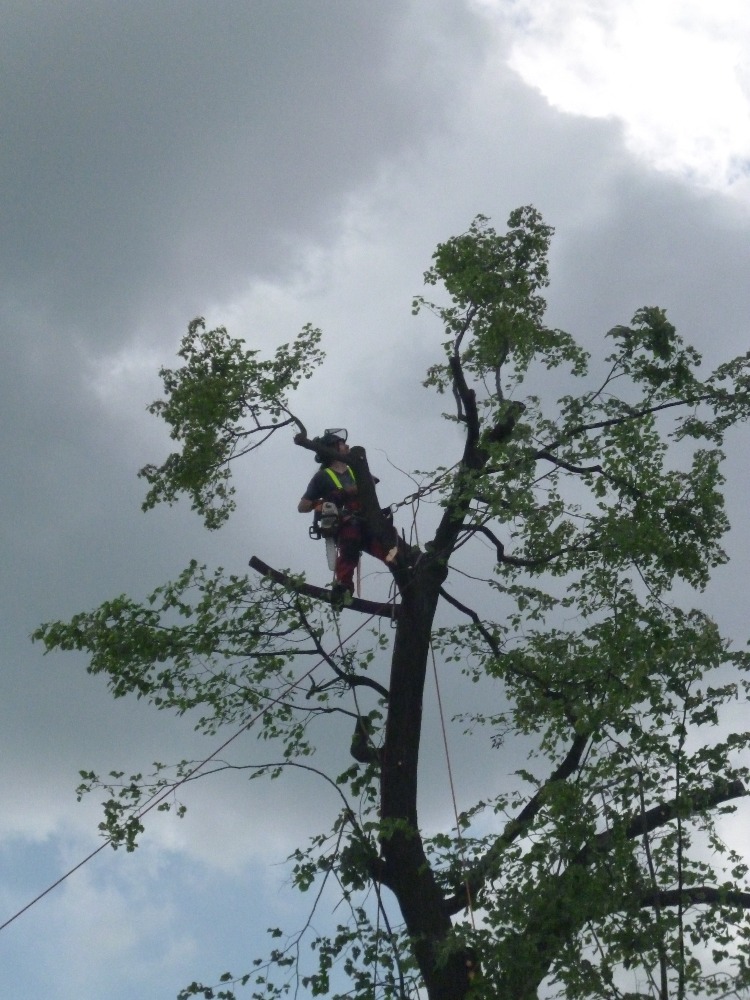 Martin Kytka - rizikové kácení stromů foto 2