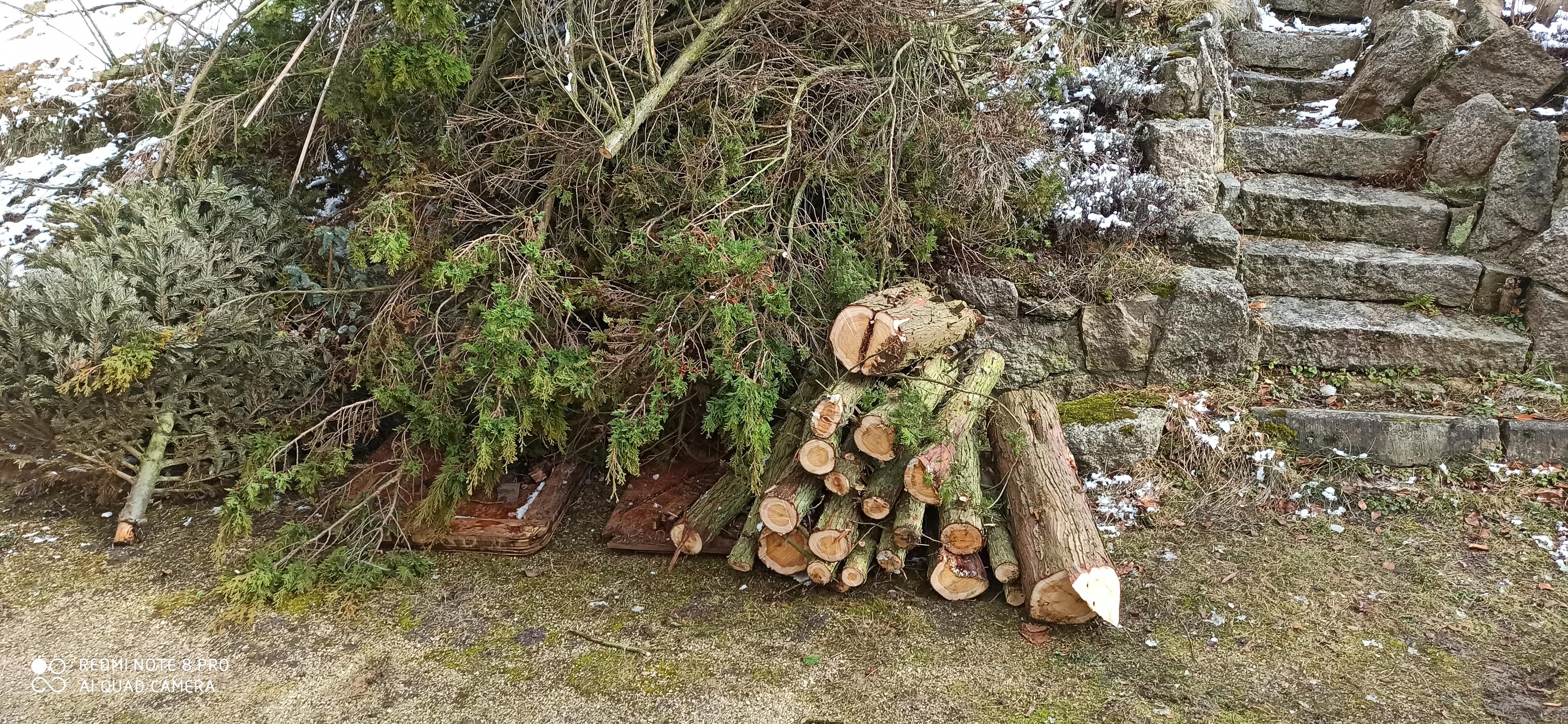 Kácení stromů - preriznuvse foto 6