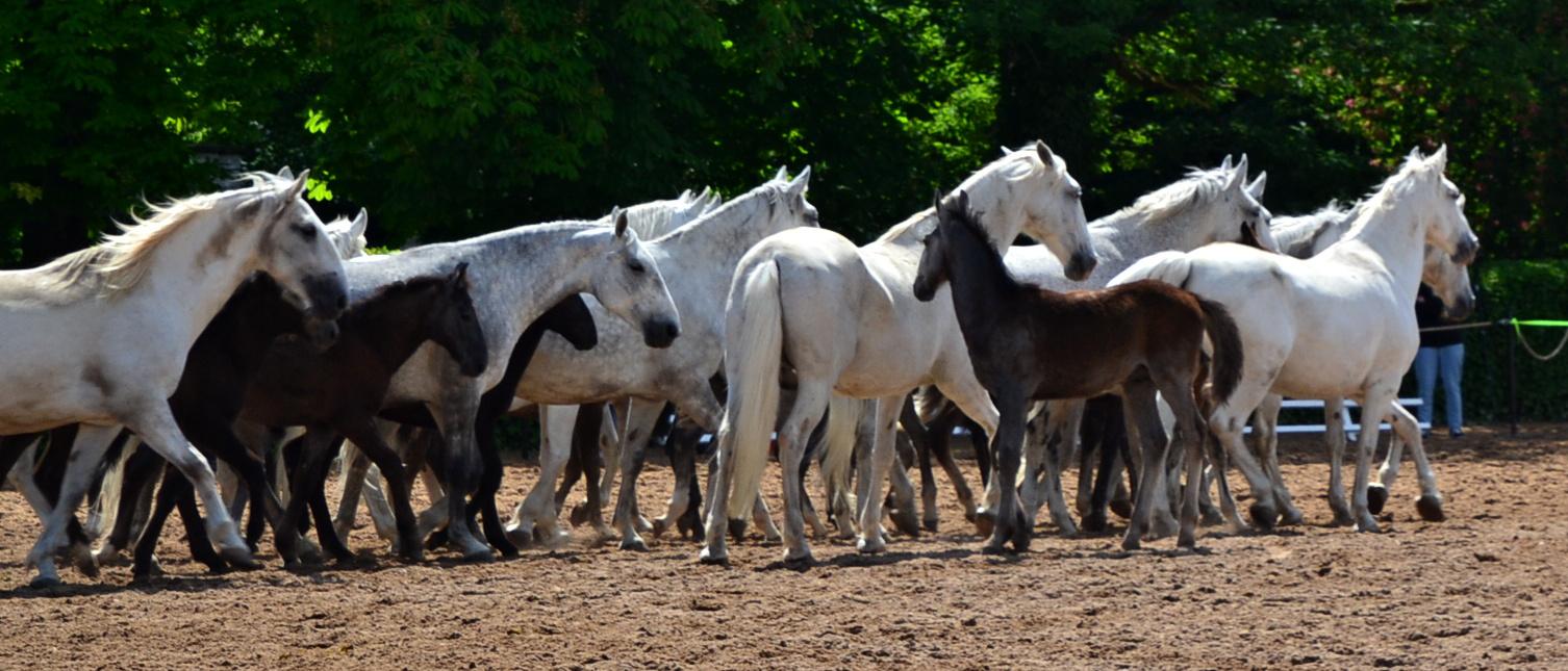 Národní hřebčín Kladruby nad Labem, státní příspěvková organizace foto 3
