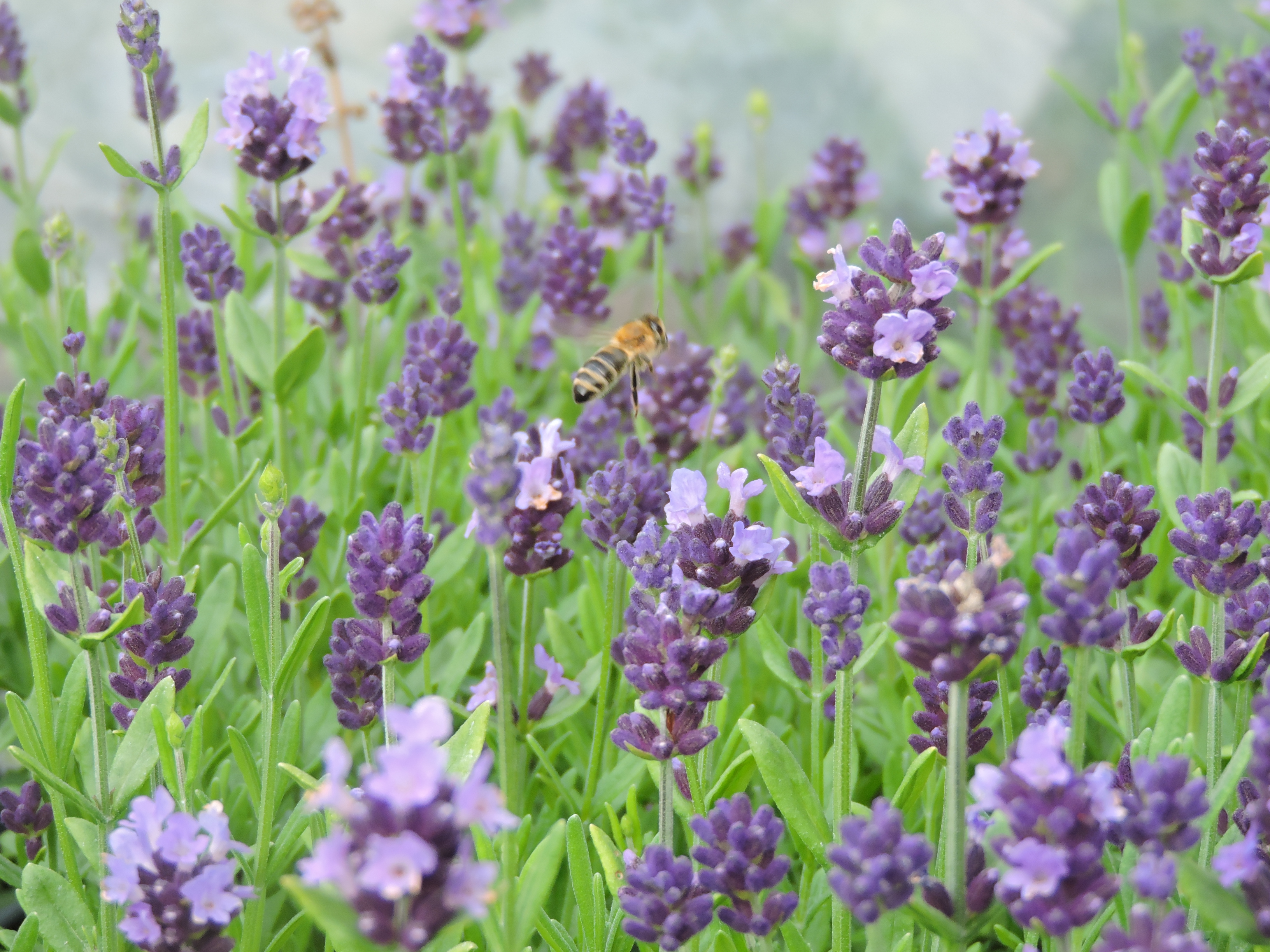 Zahradnictví LIMUZY foto 3