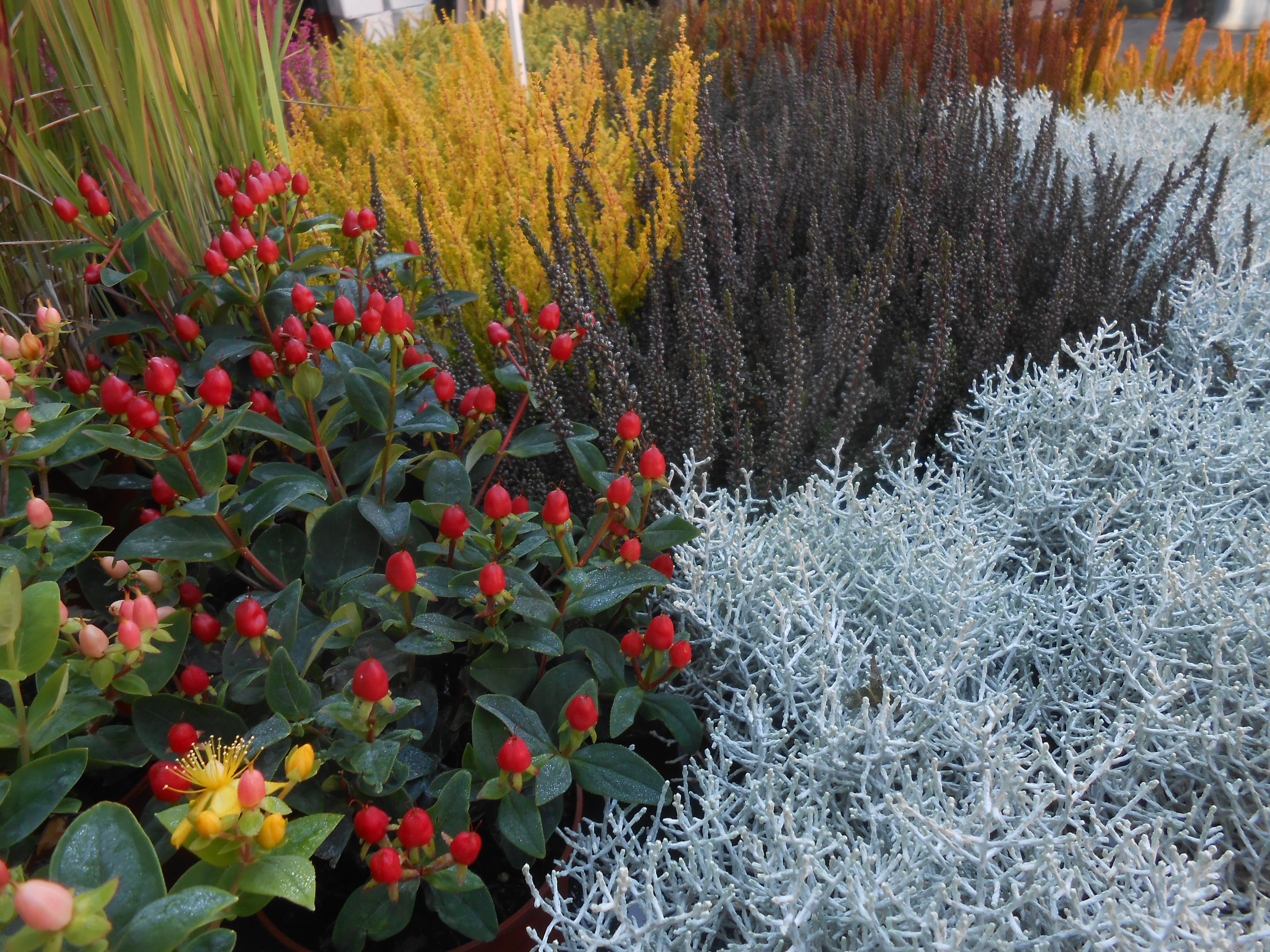 Zahradní centrum Skochovice foto 4