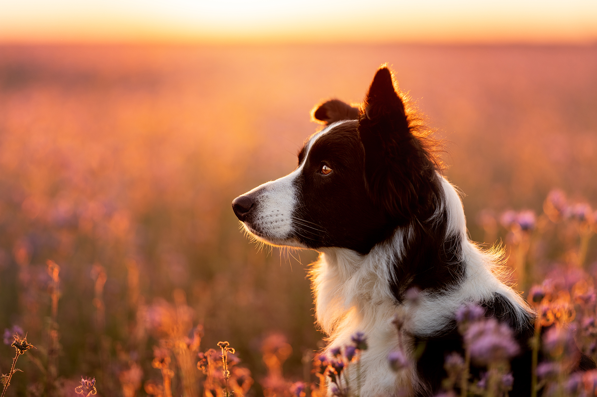 Fotografování psů v exteriéru foto 2