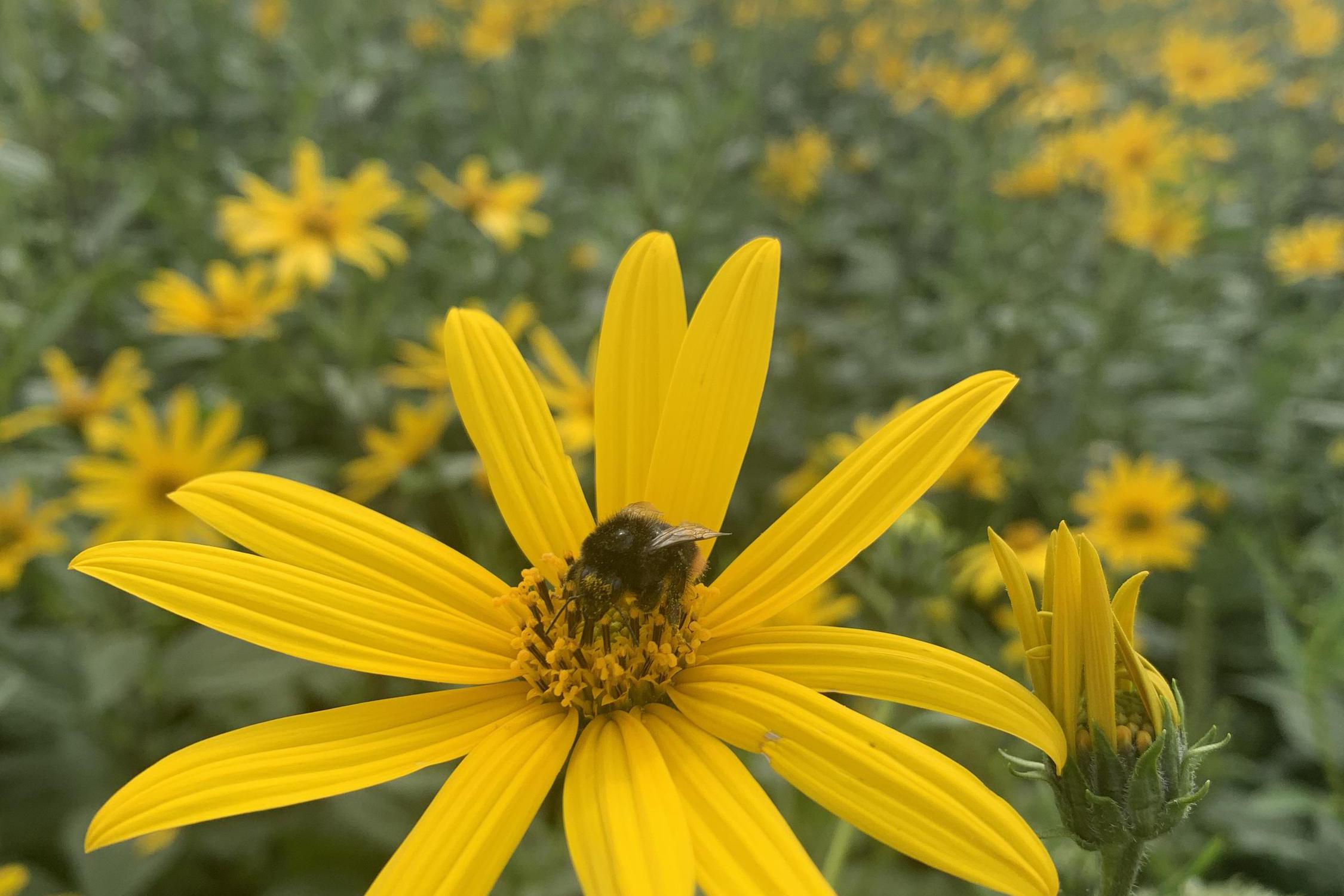 Farma Oleško - Topinambury