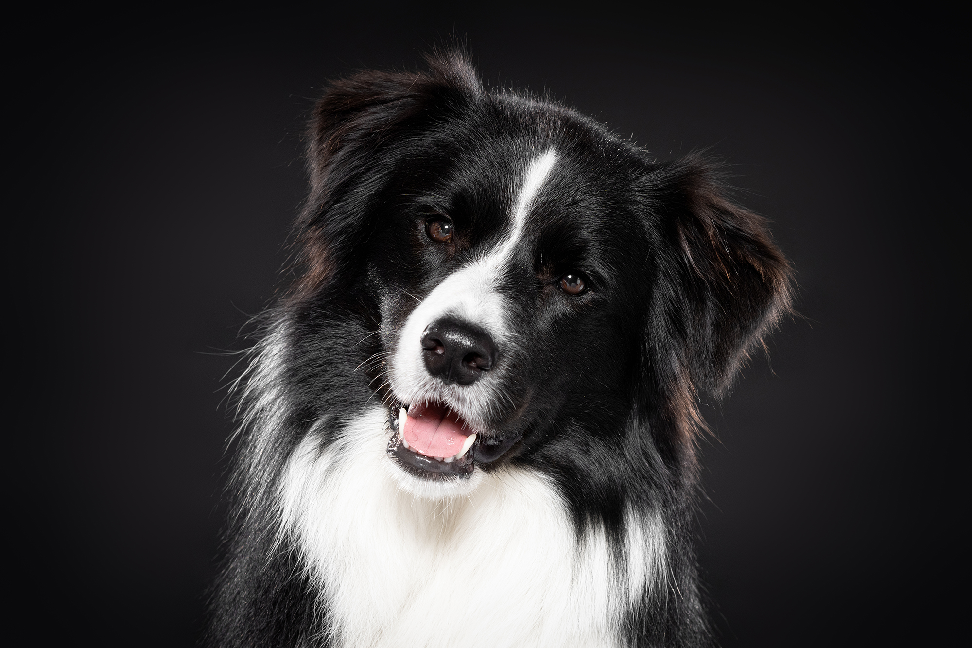 Martina Burianová - Ateliér pro psy foto 3