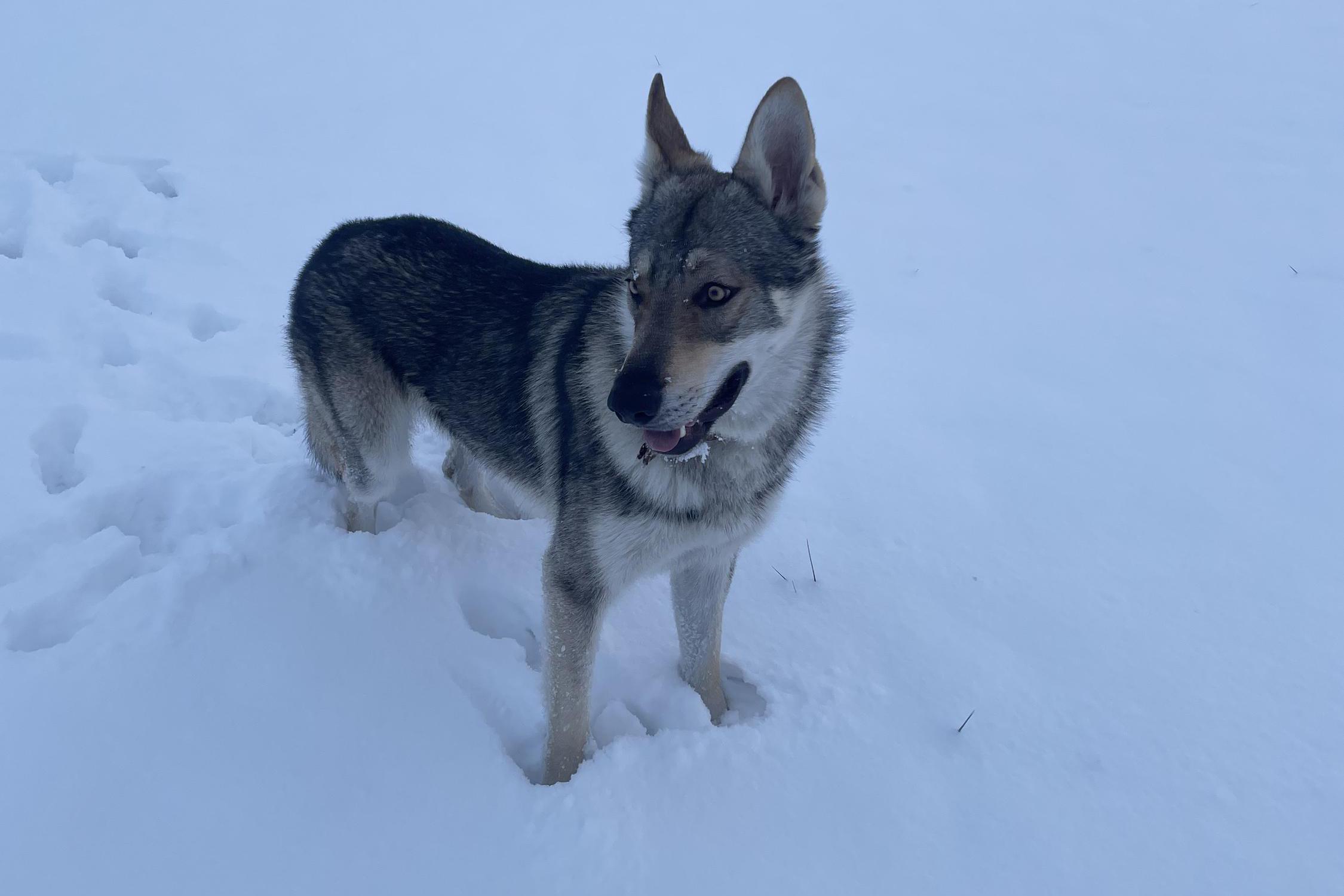 Venčení psů Veronika Čížková