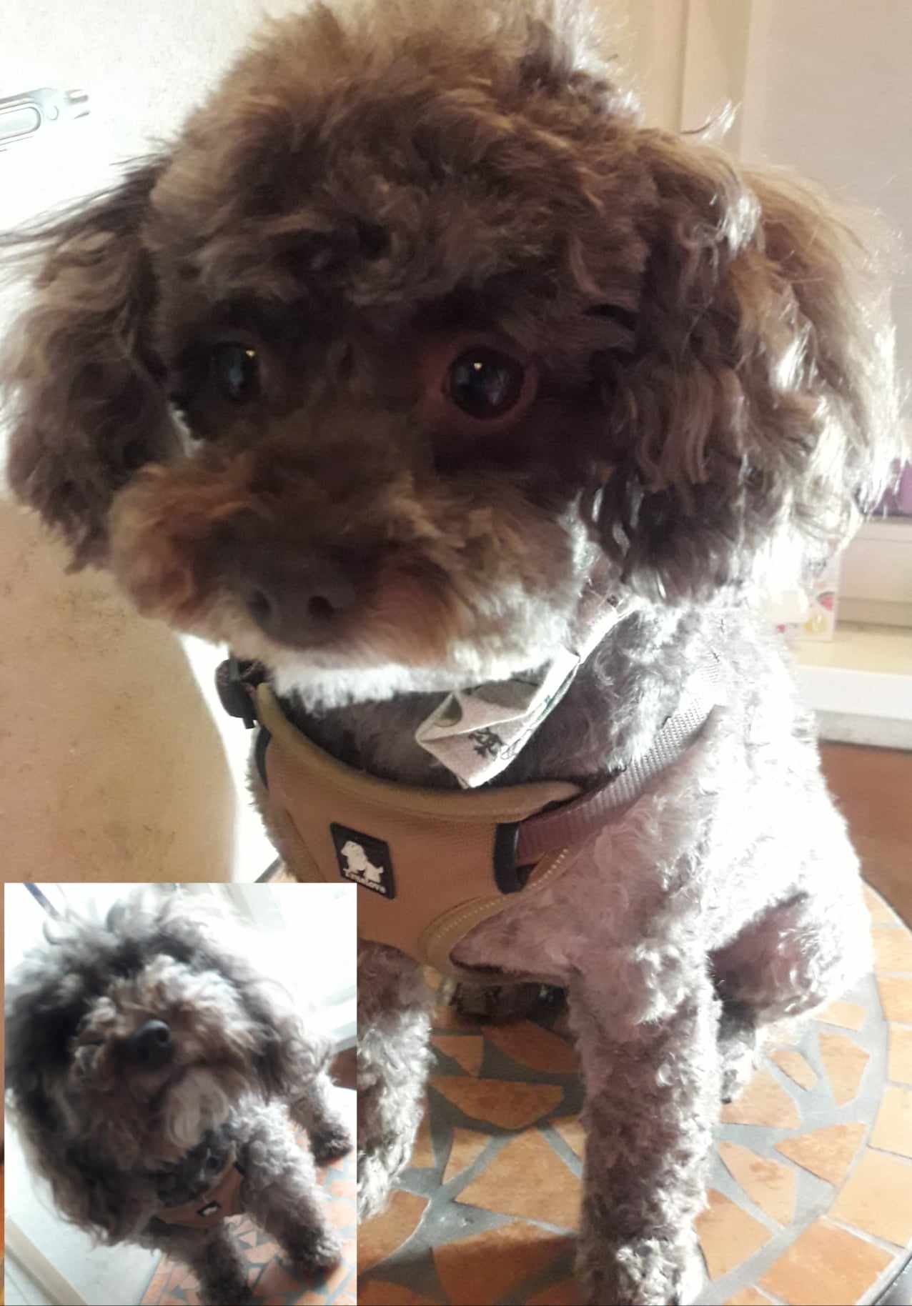 Stříhání psů  "Jedním tahem" foto 2