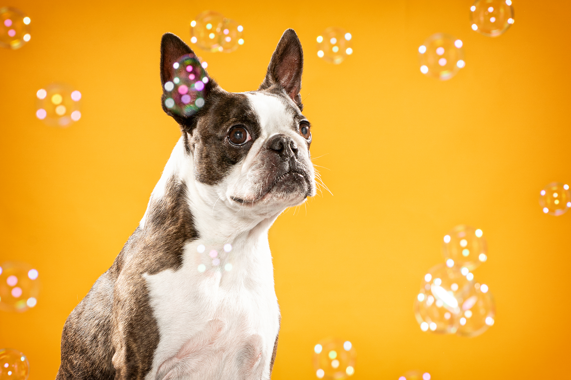 Martina Burianová - Ateliér pro psy foto 2