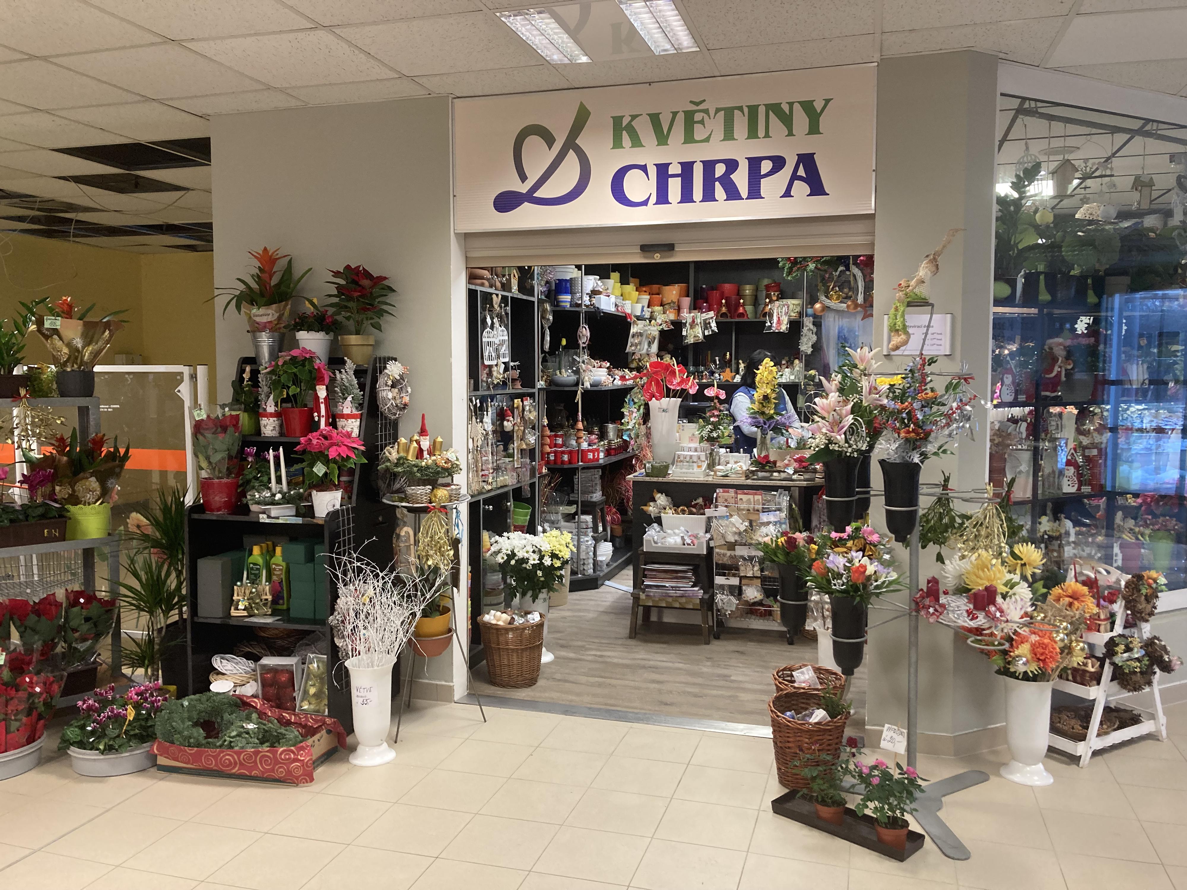 Květiny Chrpa foto 3