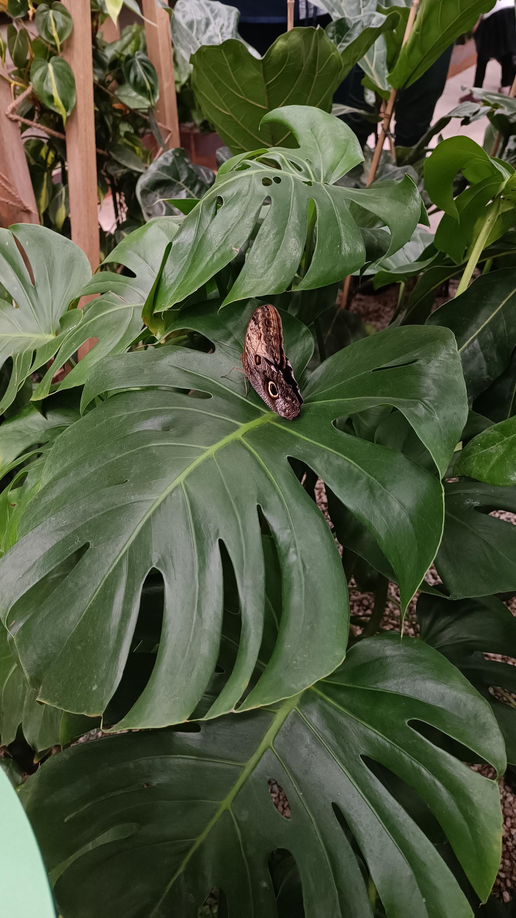 Papilonia - motýlí dům Ostrava foto 3